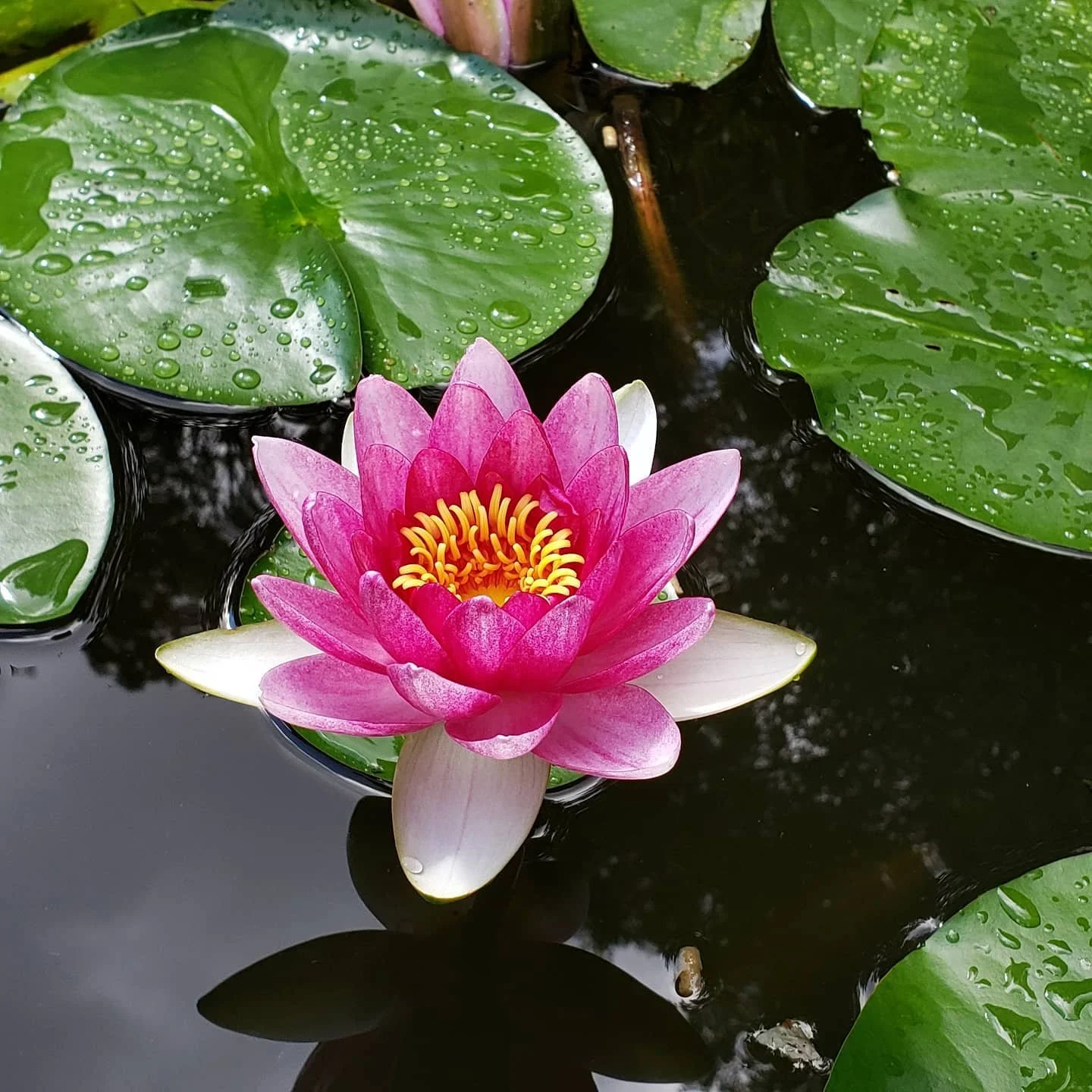 A pink water lily with yellow stamens floating on dark water surrounded by green lily pads with water droplets.