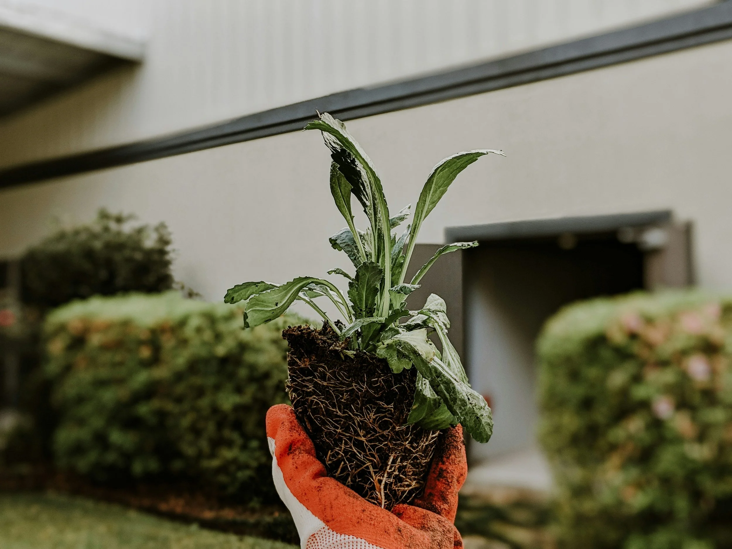 Person wearing orange gardening gloves holding a small potted plant with green leaves and exposed roots.
