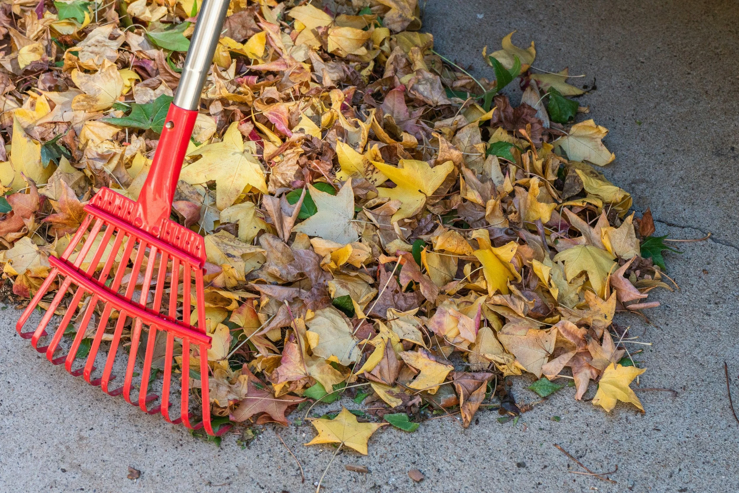 A pile of yellow, brown, and green fallen autumn leaves on the sidewalk, with a red rake partially visible in the foreground.