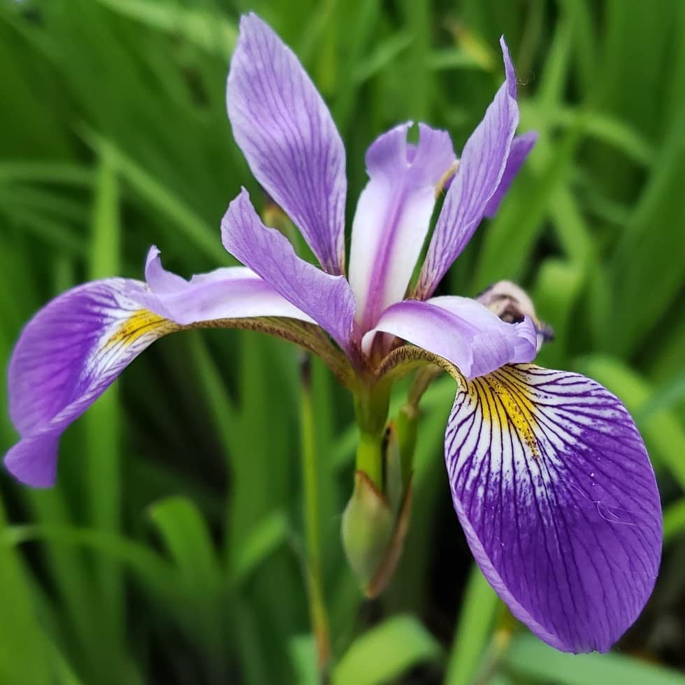 Close-up of a purple iris flower with green foliage in the background.