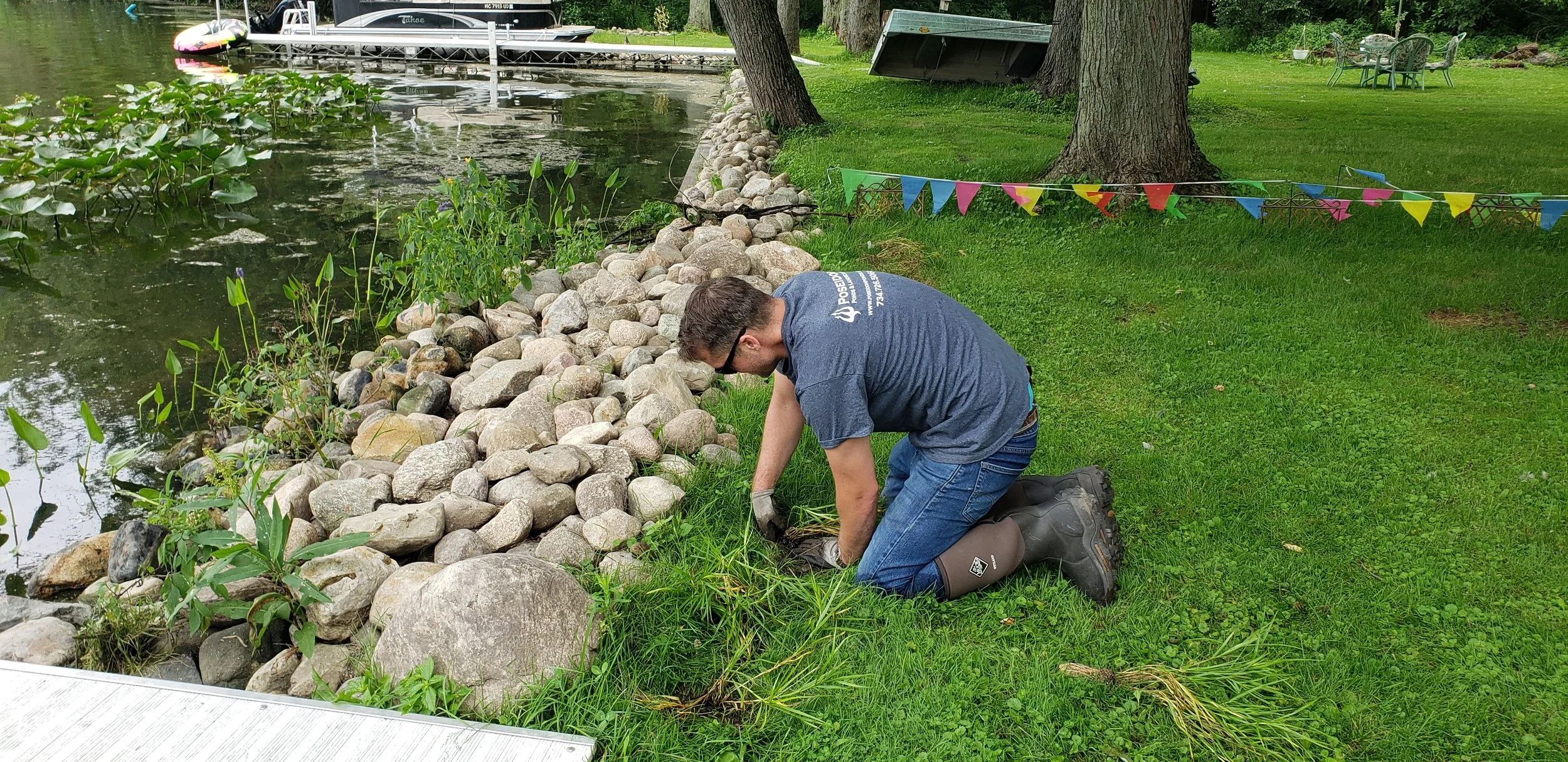 A person kneeling on the grass near a lakeshore, planting or removing plants among rocks with a lake and trees in the background.