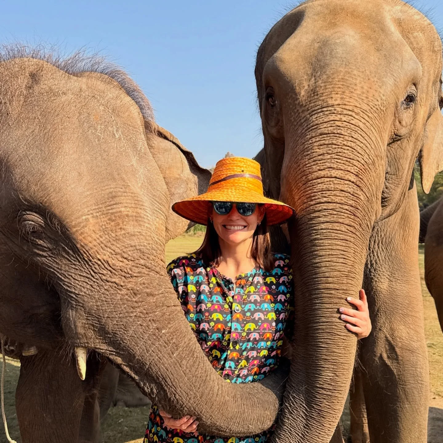 Elephant hangs will always be a favorite part of our Thailand tour 🐘😍

Chiang Mai and our village homestay gave us endless time with these genius animals. We got to feed them (LOTS of food, cause they sure are hungry), learn about their habits, bat