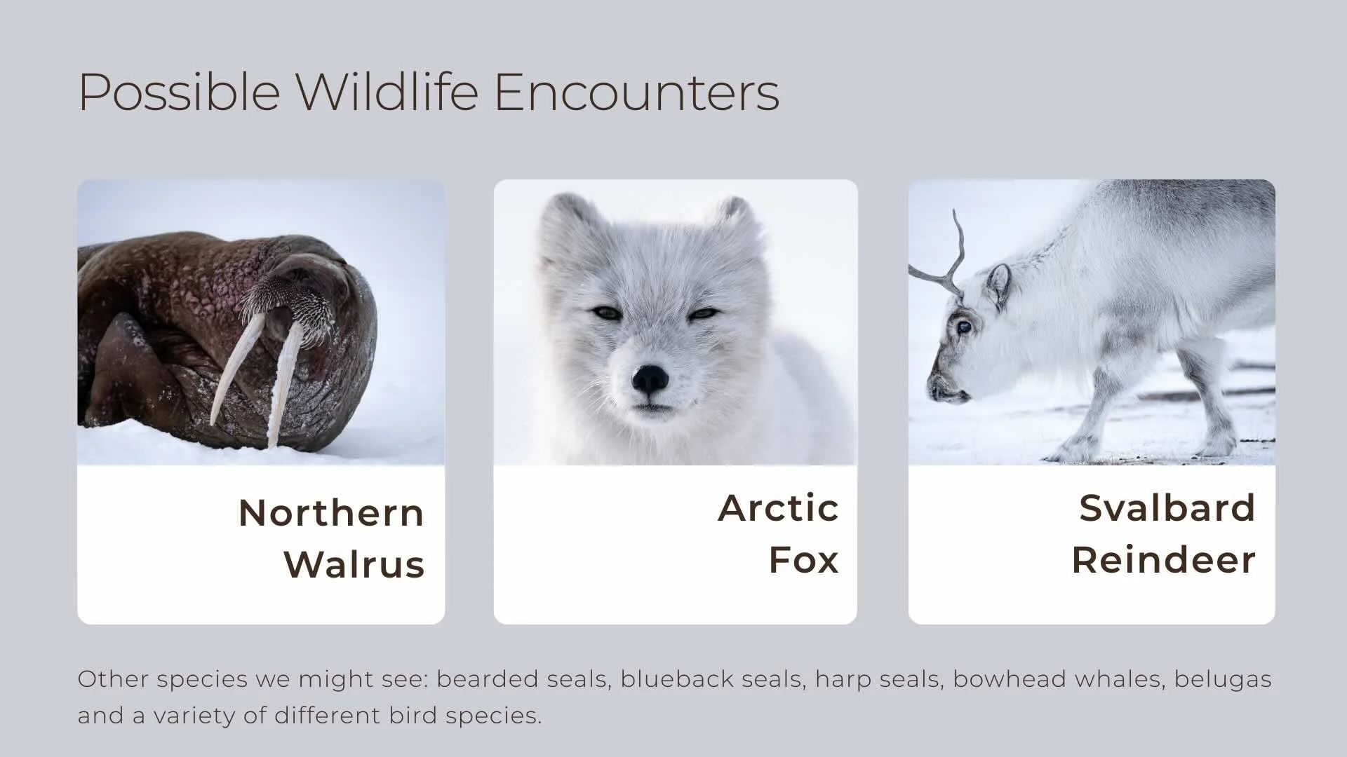 Svalbard Arctic Flyer page with possible wildlife encounters such as walrus, arctic fox and Svalbard reindeer.