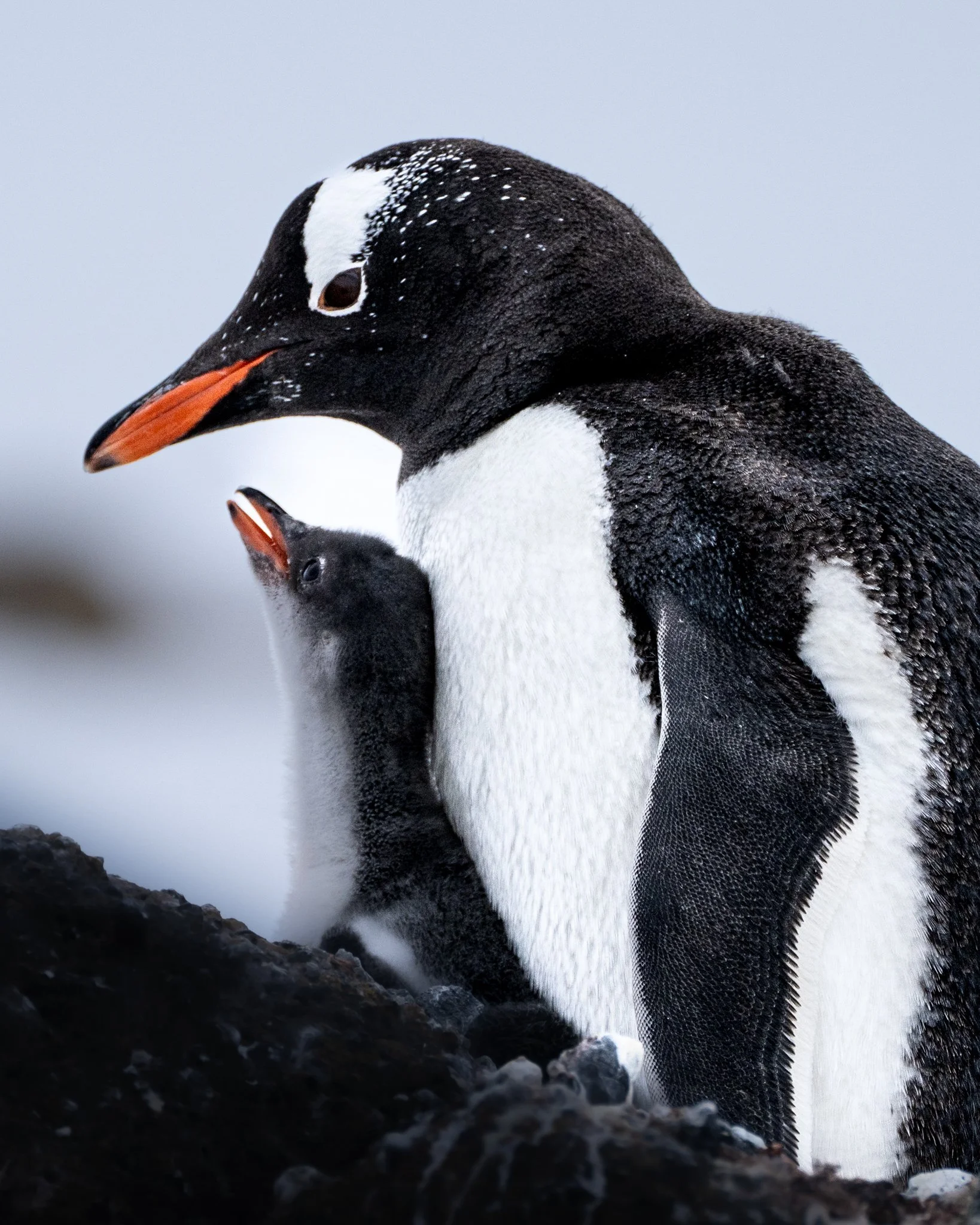Gentoo Penguin and chick Brown Bluff Antarctica
