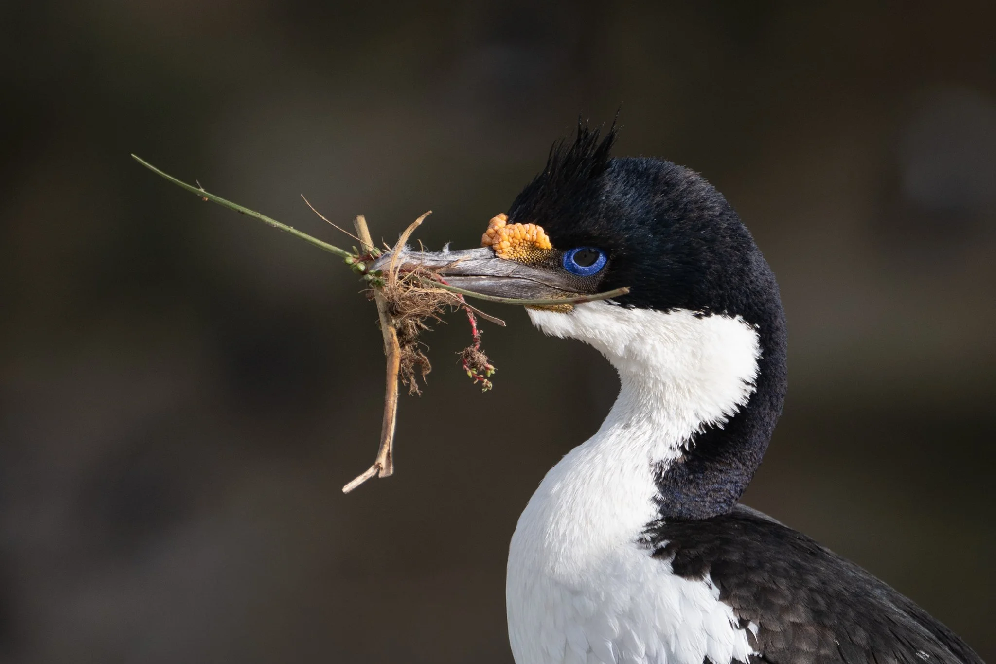 Blue eyed Shag Falklands 