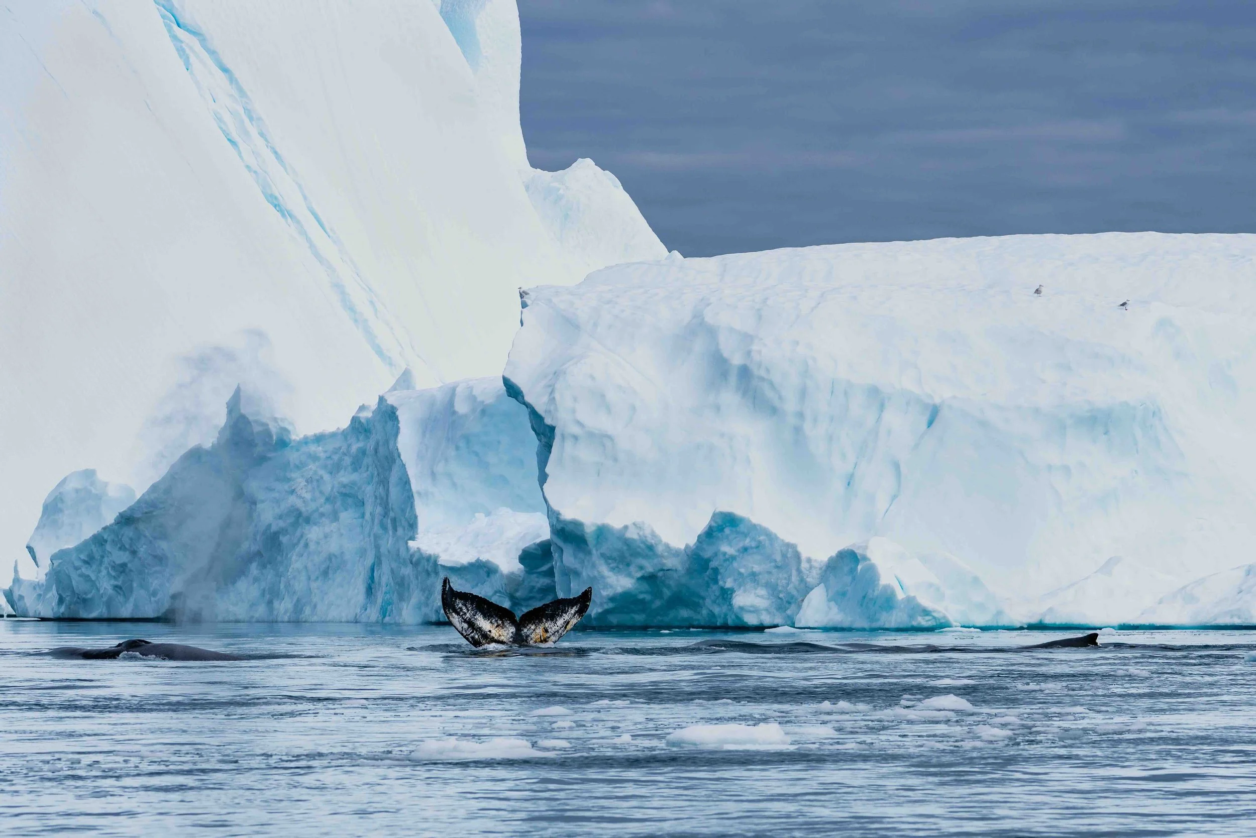 Humpack Whale in Disco Bay Greenland
