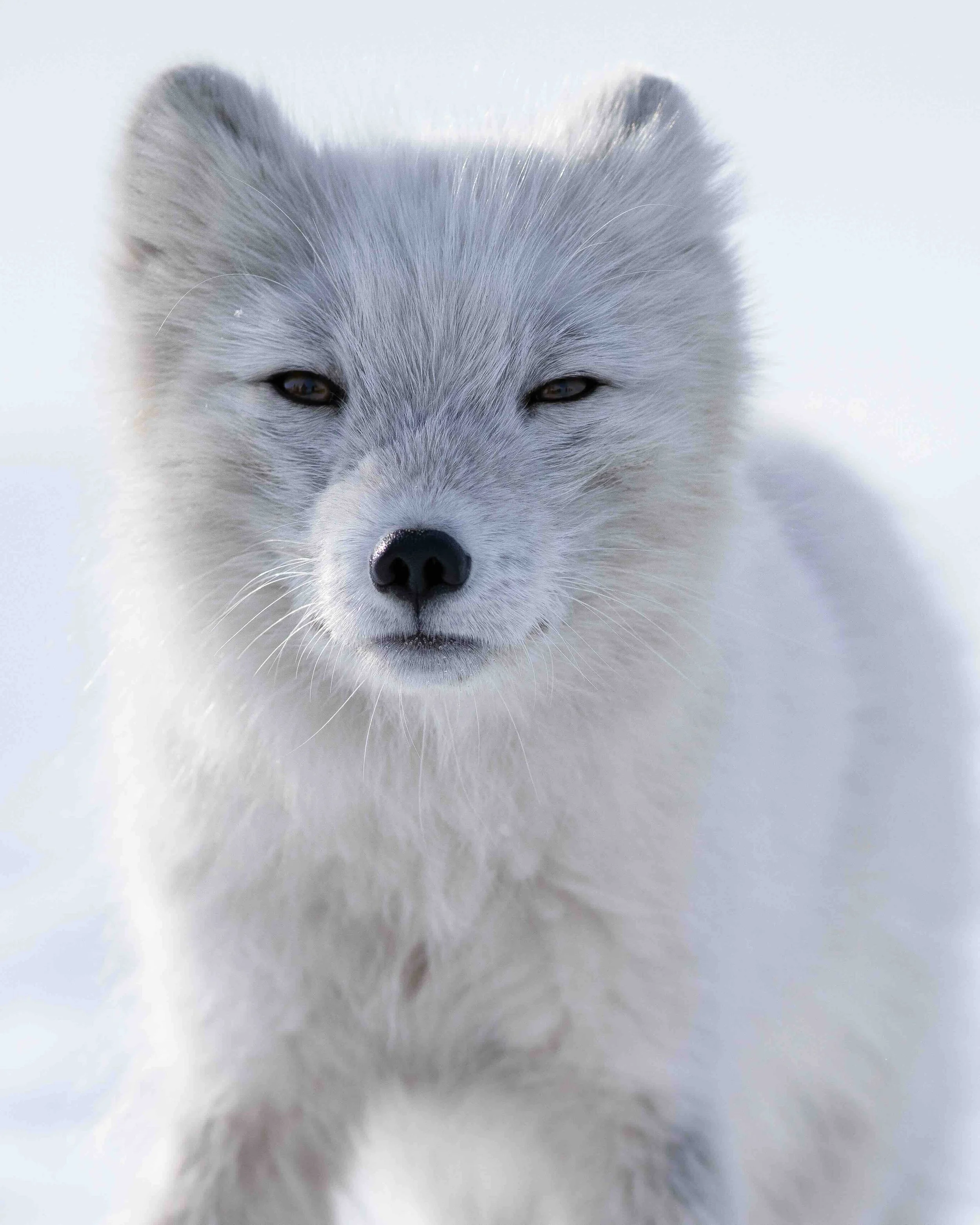 Close-up of a white puppy with gray markings, standing on snow, eyes partly closed.