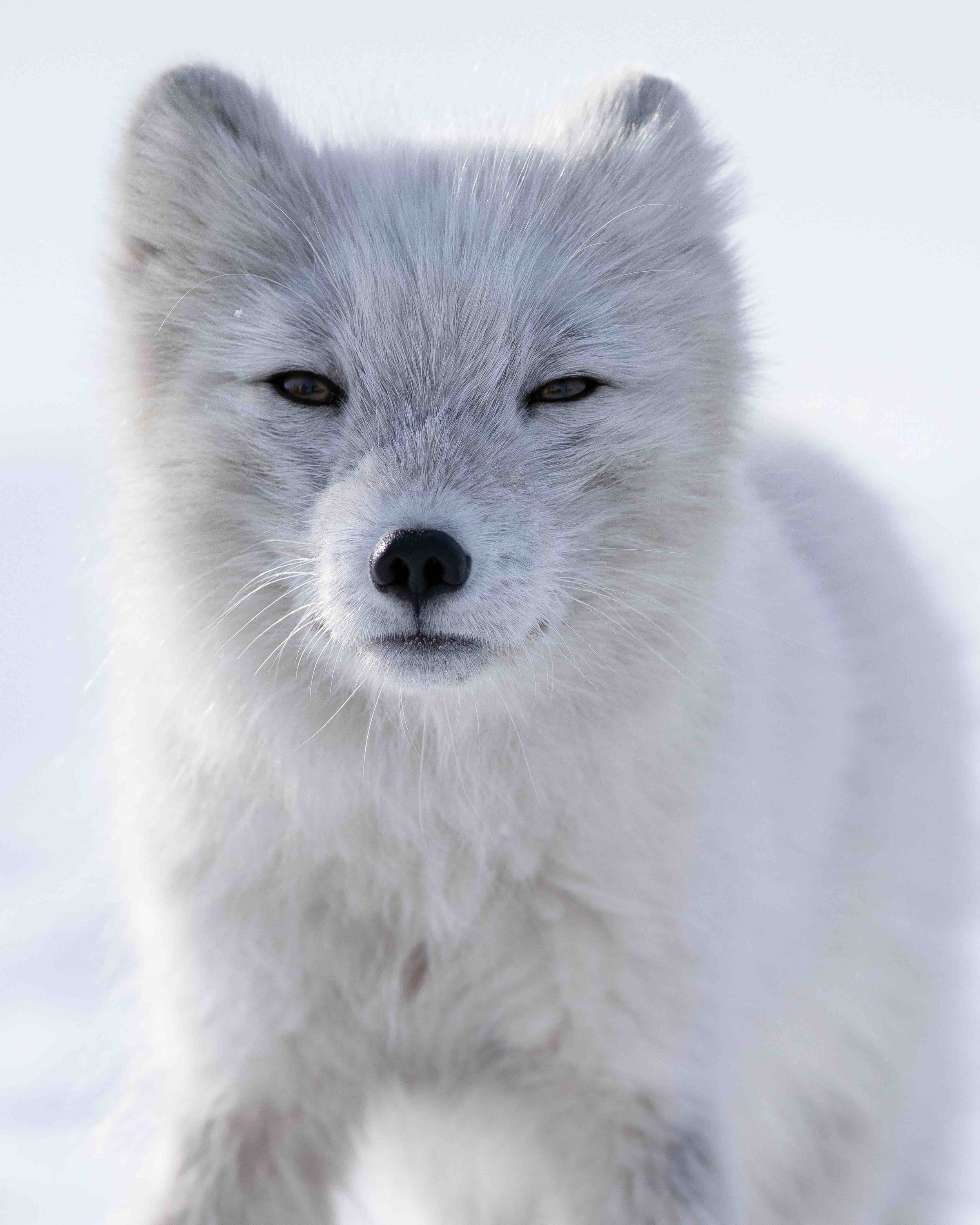 Close-up of a white puppy with gray markings, standing on snow, eyes partly closed.