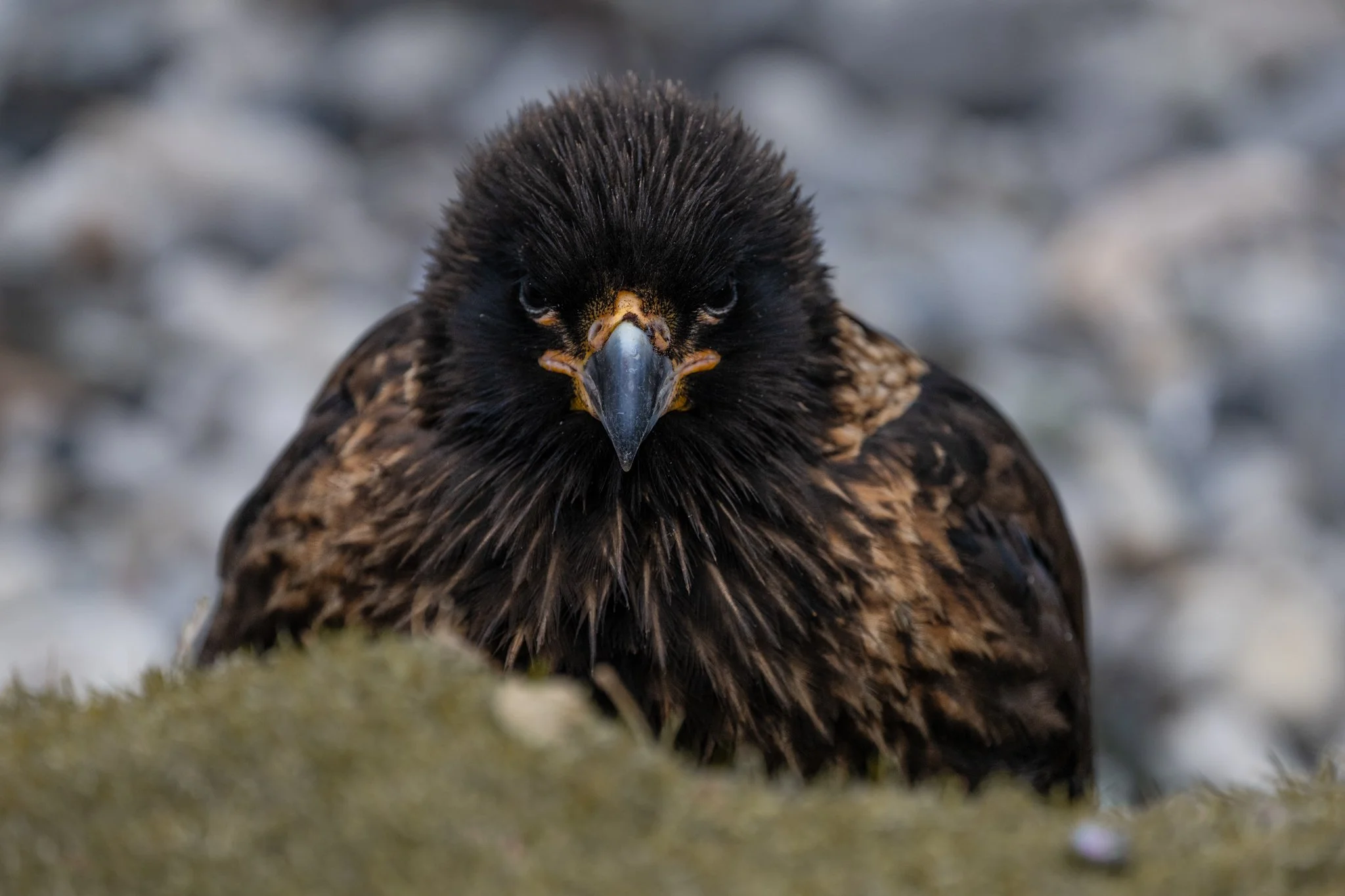 Caracara Falklands
