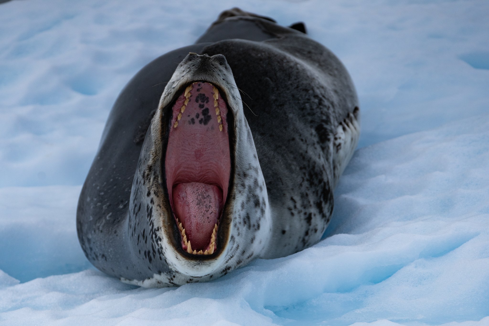 Leopard Seal Antarctica