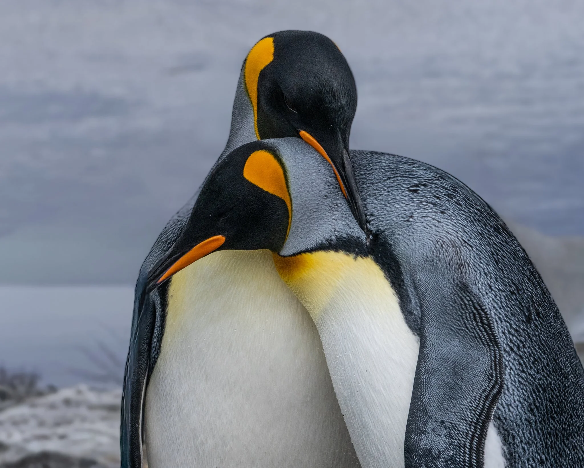 King Penguins Falklands