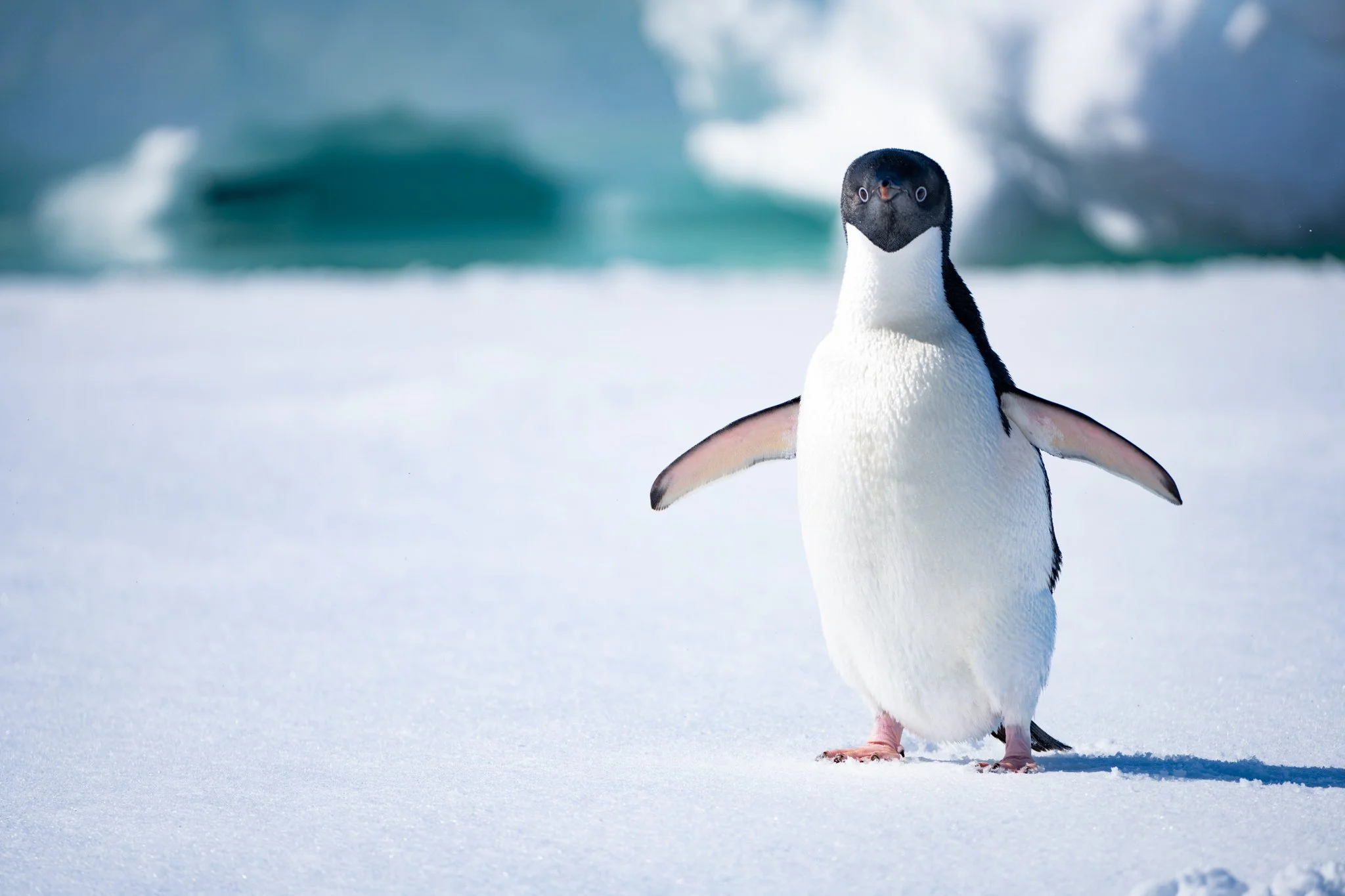 Adelie Penguin Antarctica