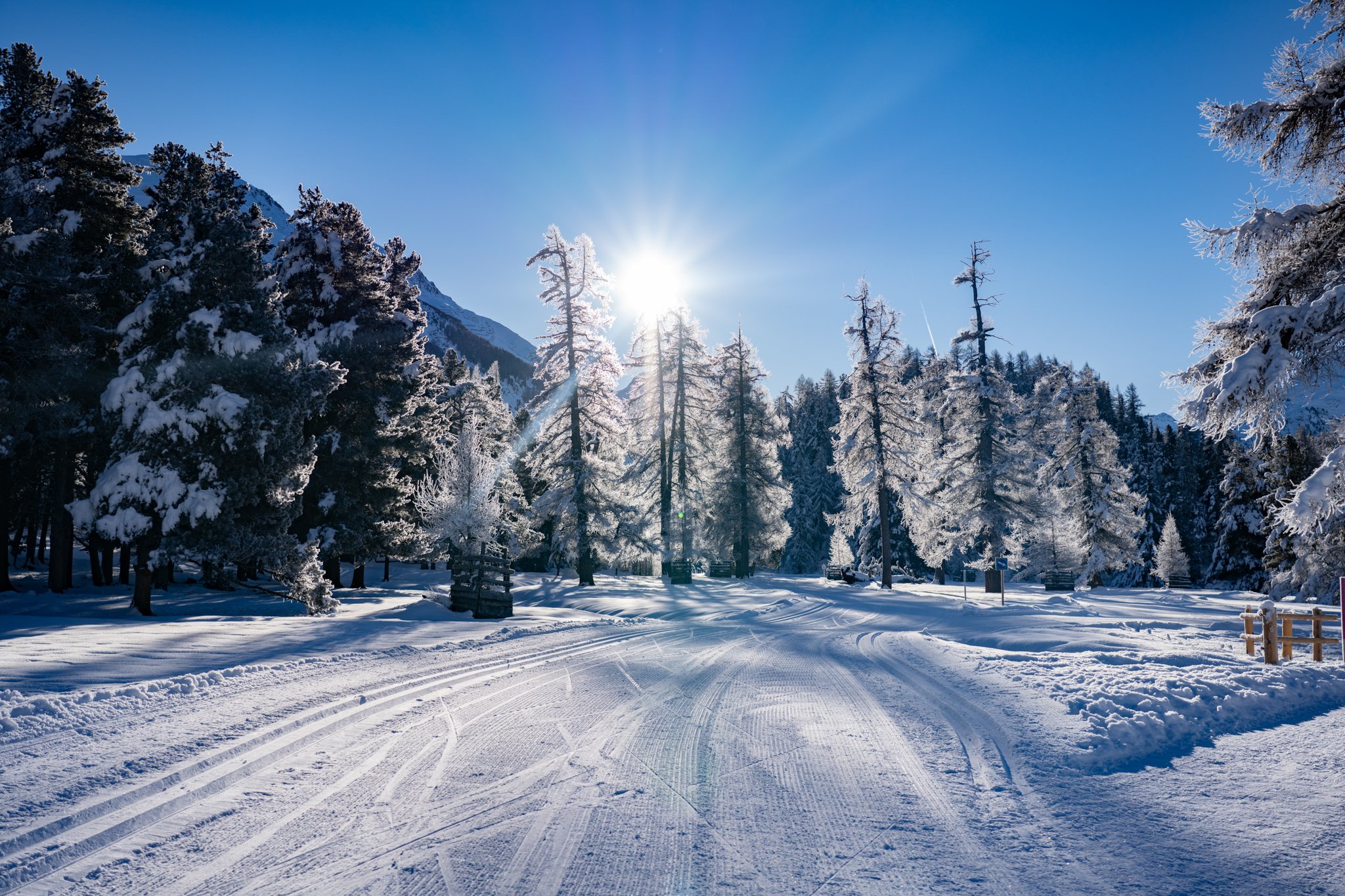 Frozen Trees Celerina Switzerland