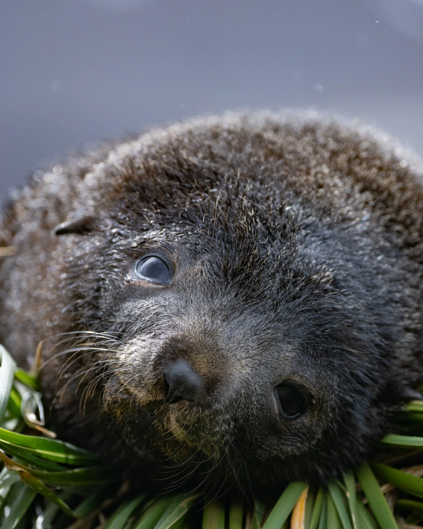 Fur Seal Pup South Georgia