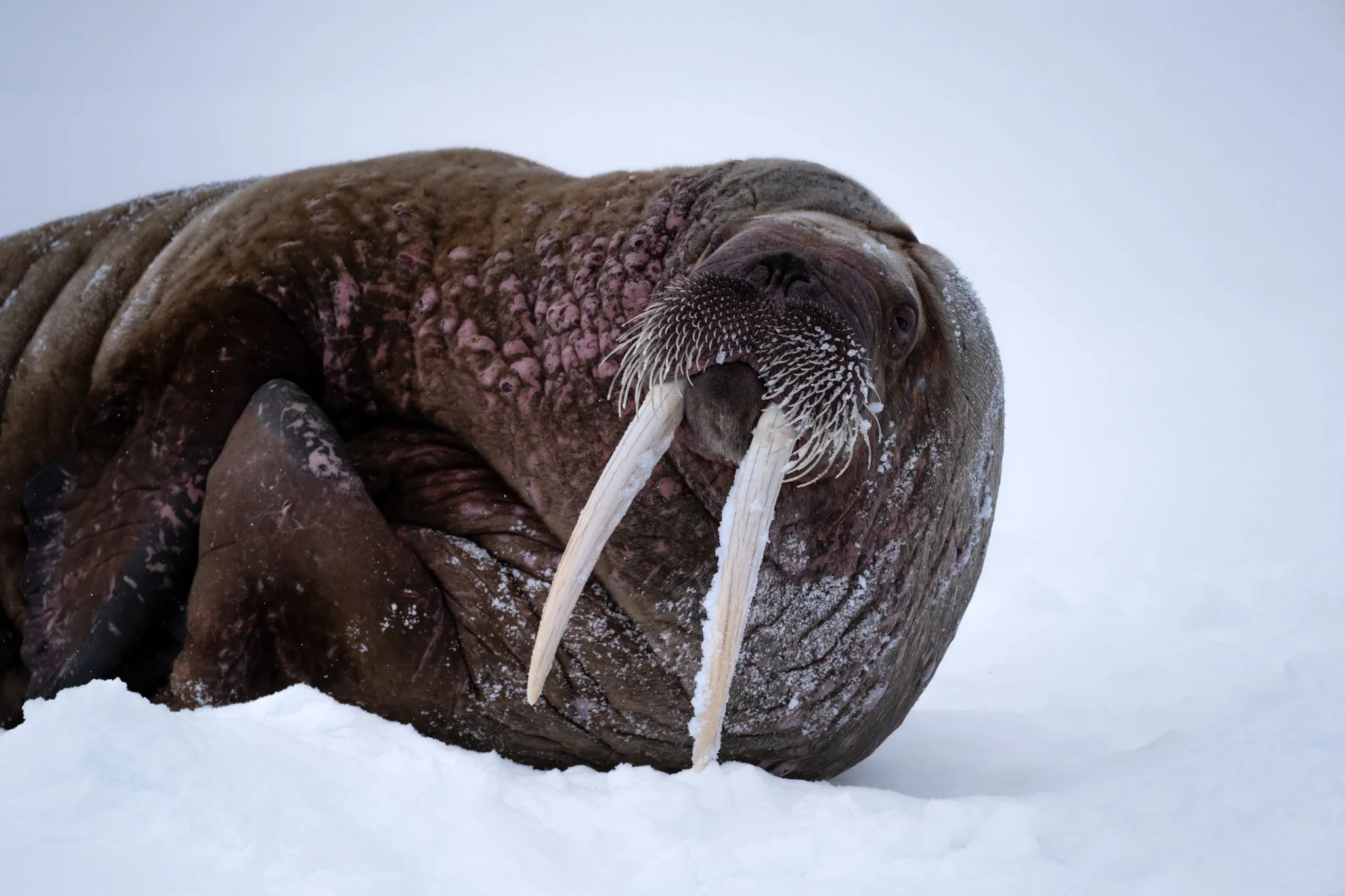 Walrus on Floating Ice Svalbard