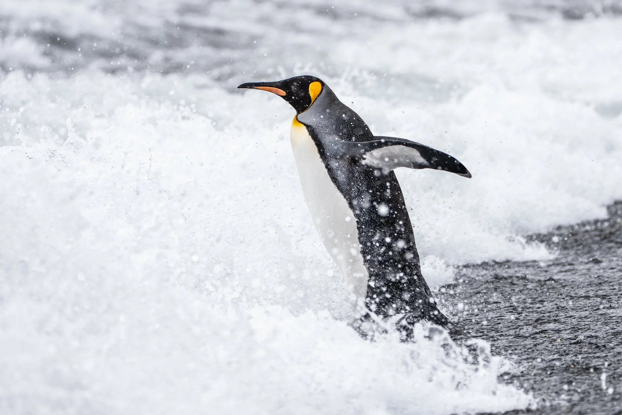 King Penguin Entering the Water South Georgia