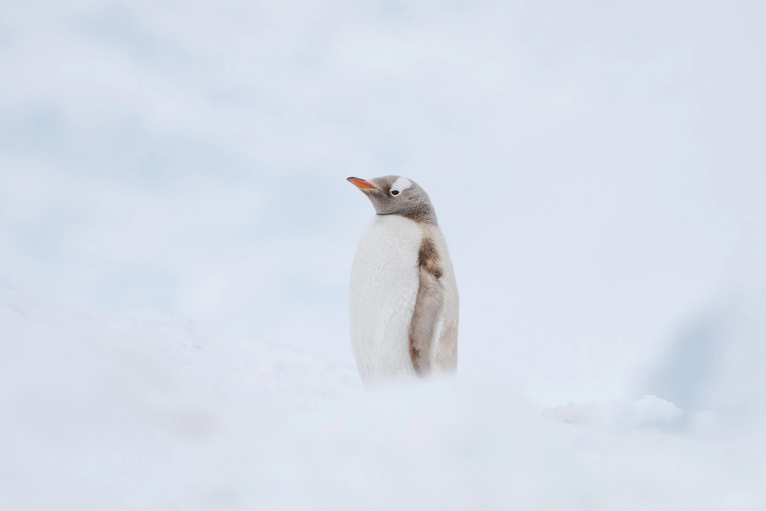 Rare Leucistic Gentoo Penguin Paradise Bay Antarctica