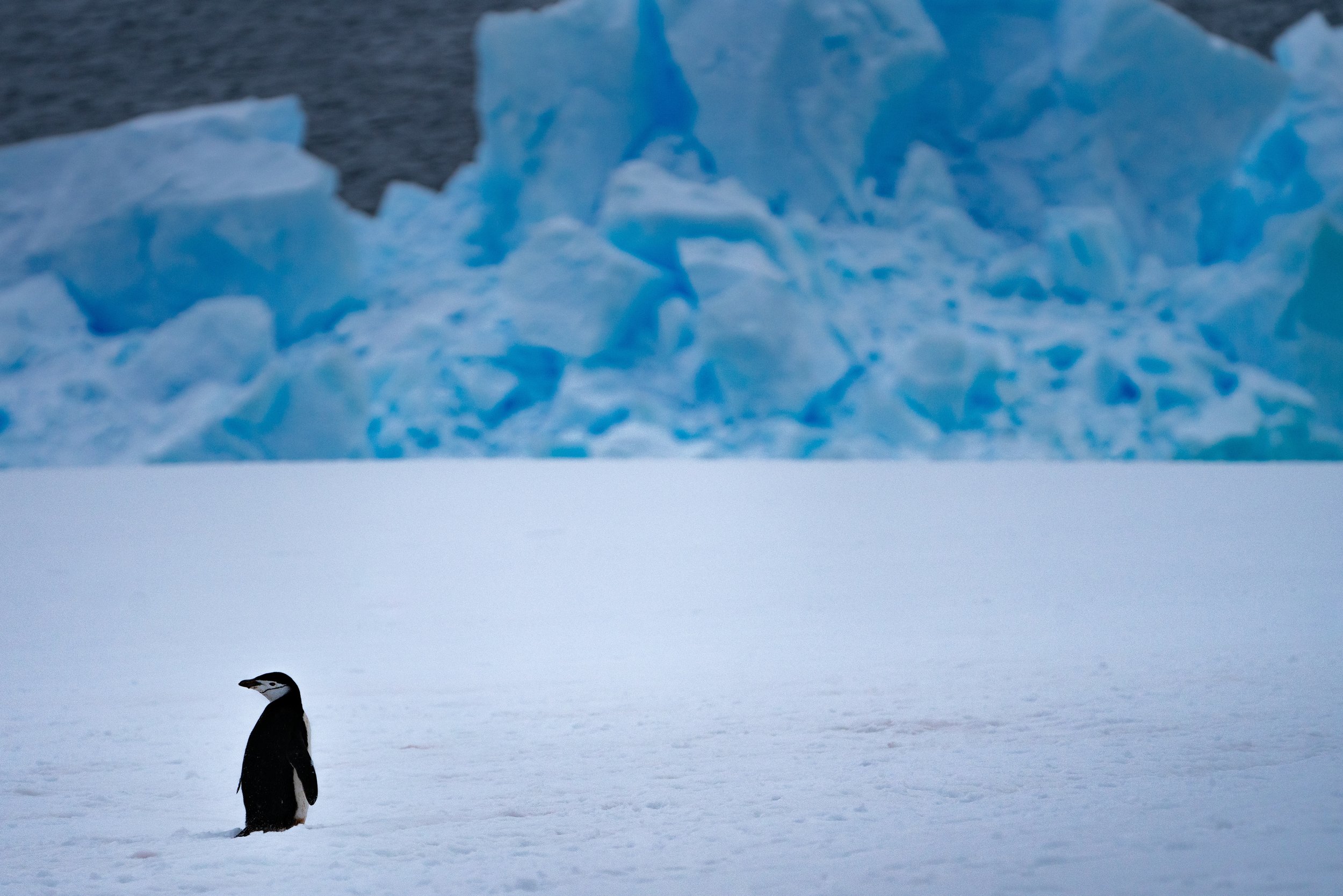 Chinstrap Penguin Antarctica