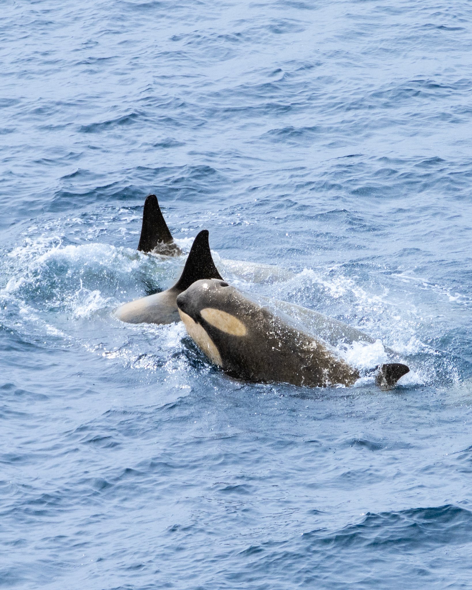 Antarctic Type B2 Orcas Gerlache Strait Antarctica