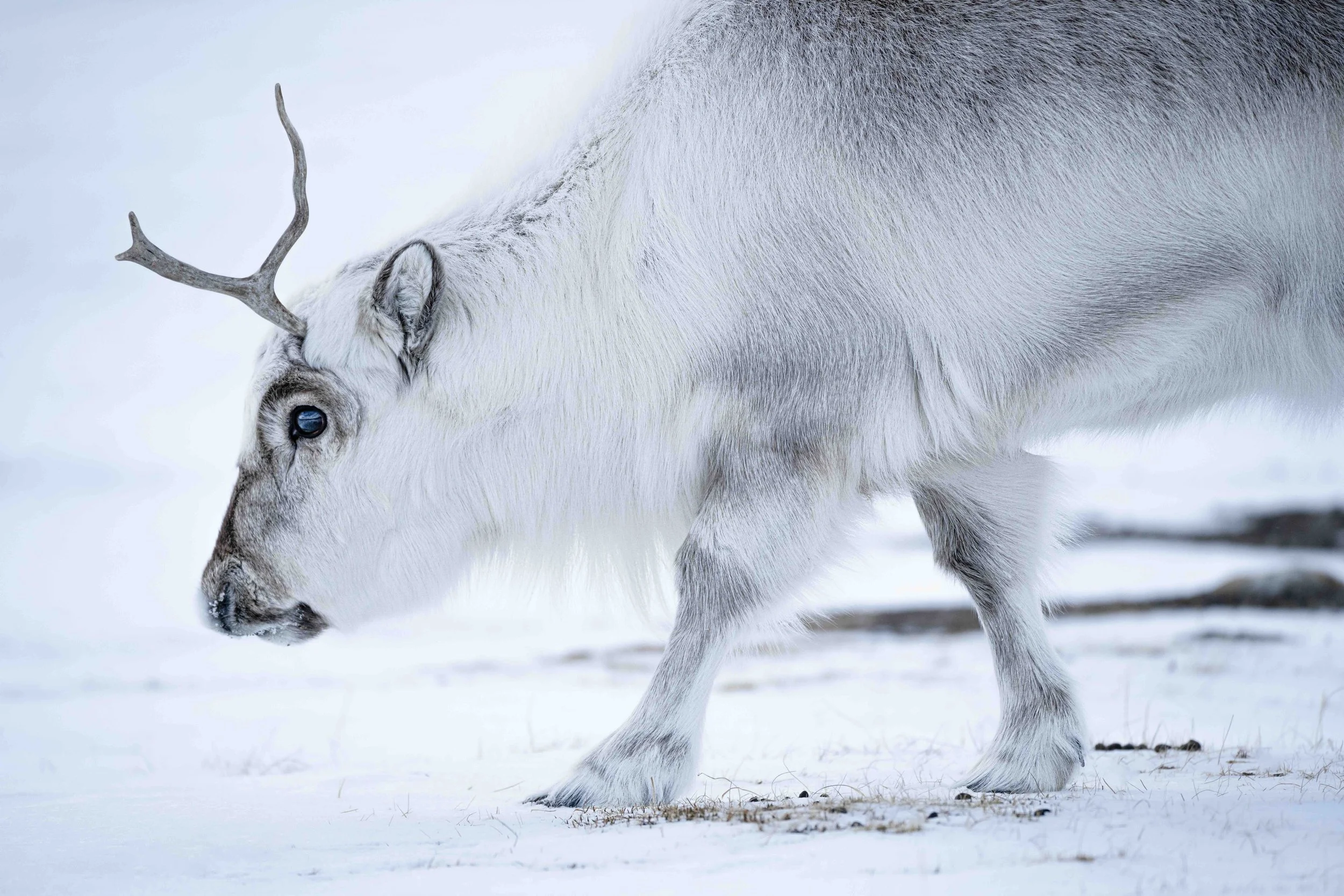 Svalbard Reindeer