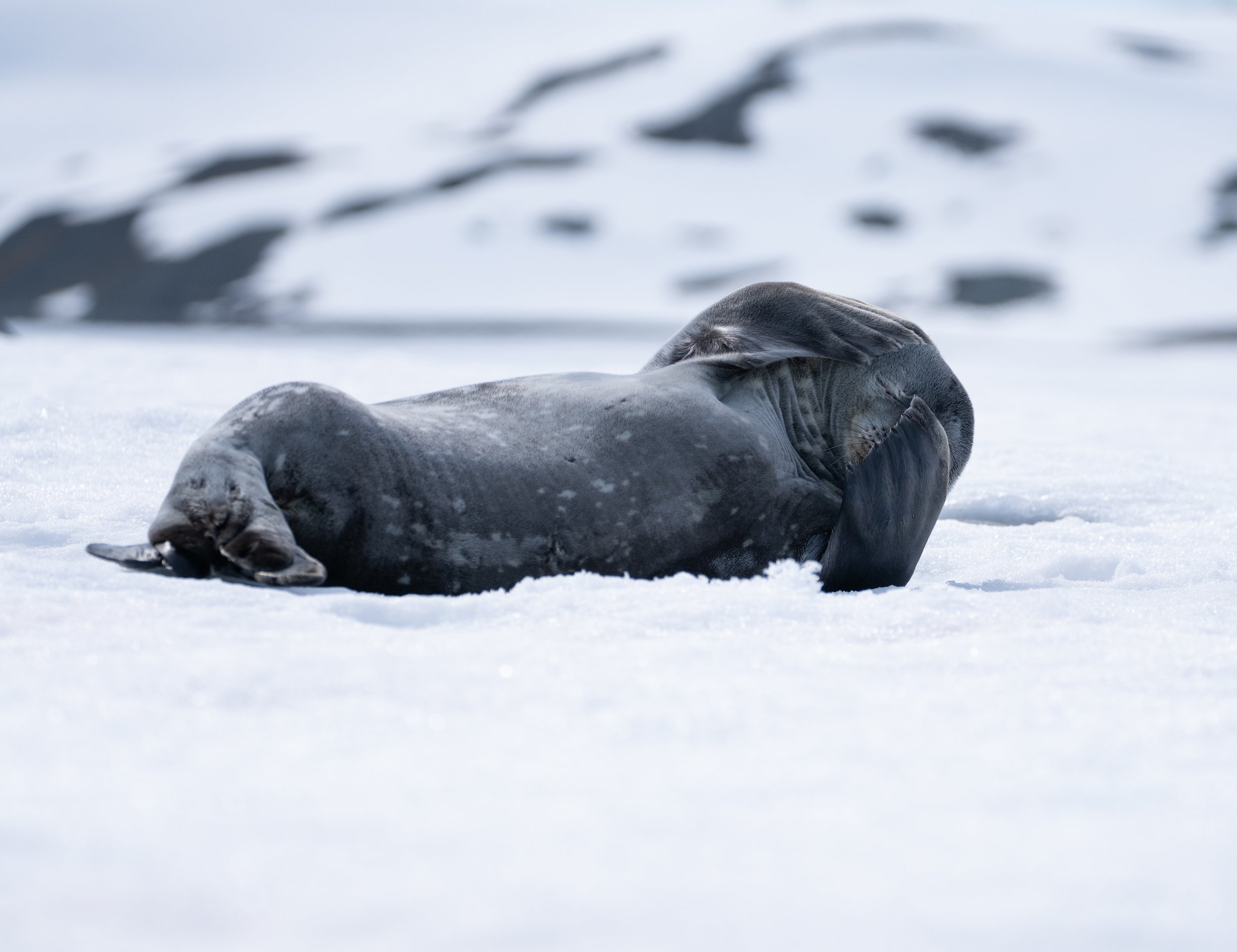 Weddel Seal Half Moon Island Antarctica