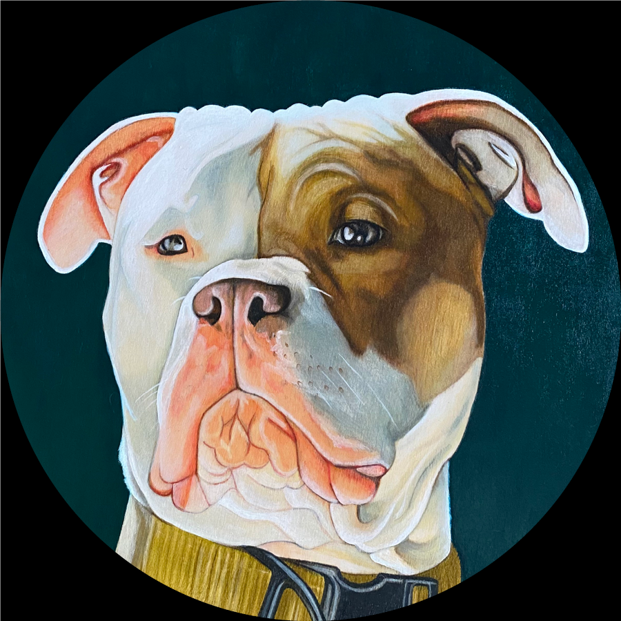 A circular panel with a portrait of a Pitbull with a white face,  brown patch around the right eye and rside of face, wearing an army green collar, set against a dark teal background, made with ink, colored pencil, and acrylic.