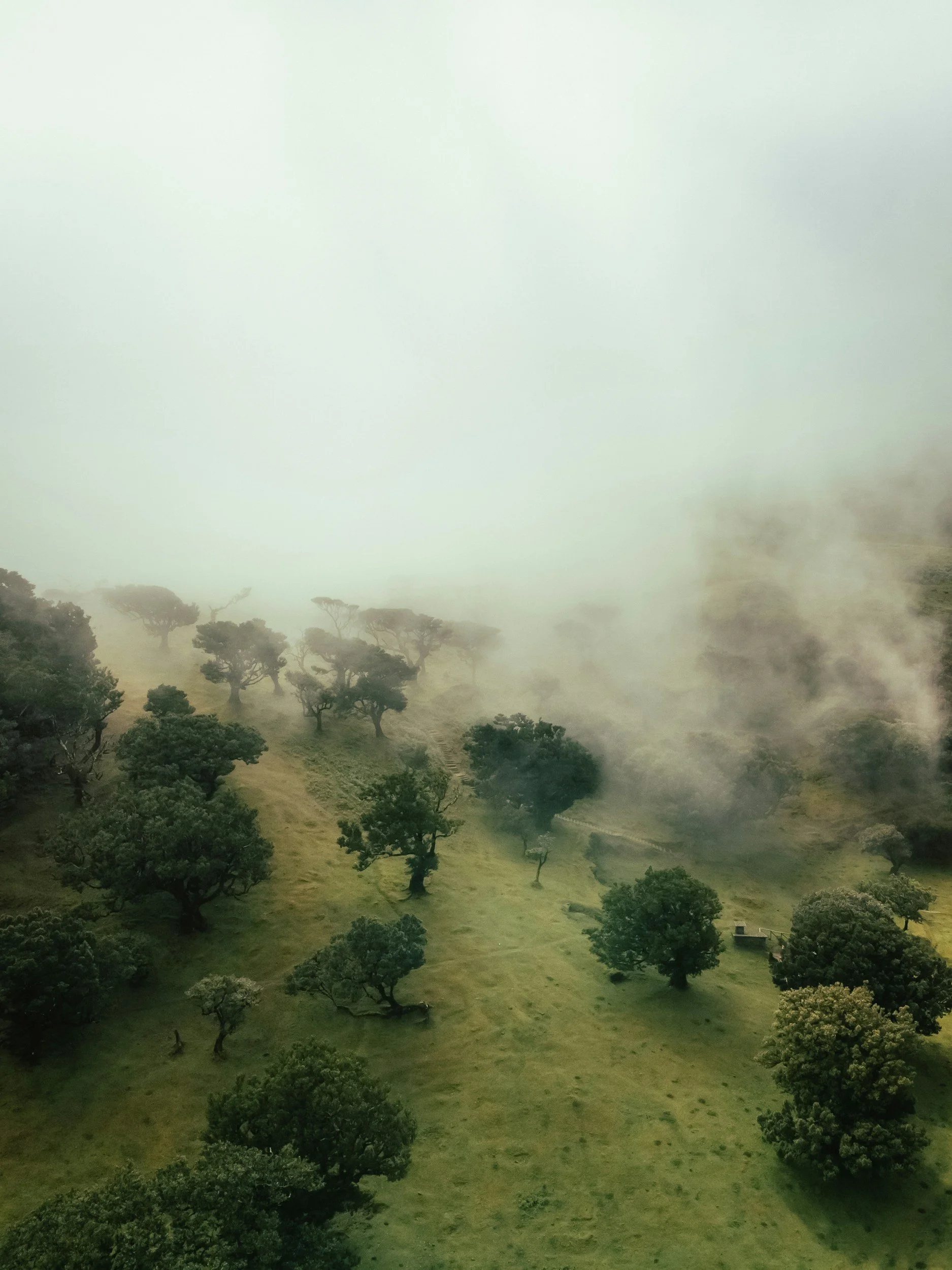 A foggy landscape with a hillside covered in green grass and scattered trees, some partly obscured by the fog.