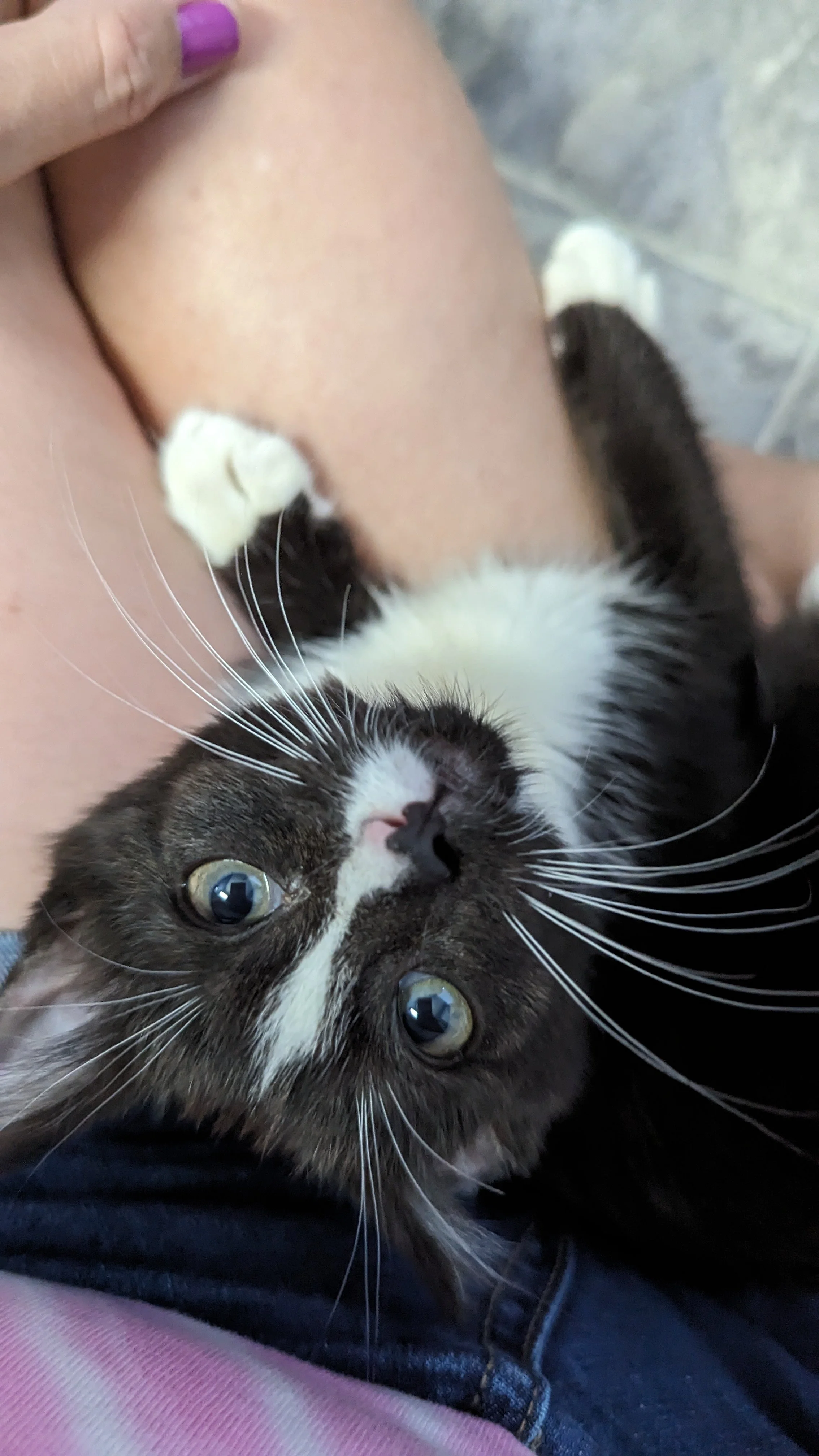 New Furry Family Member! 