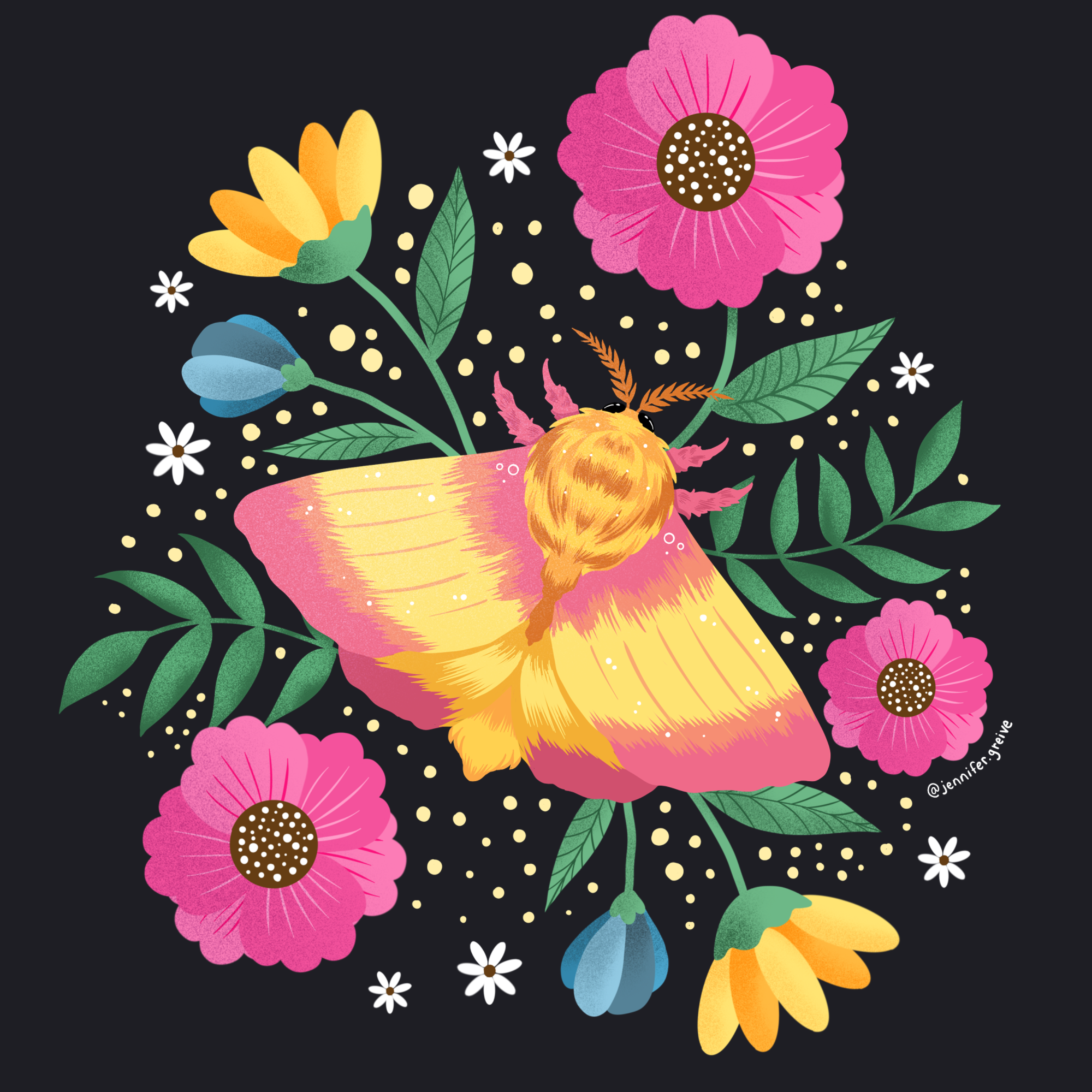 Rosy Maple Moth Illustration