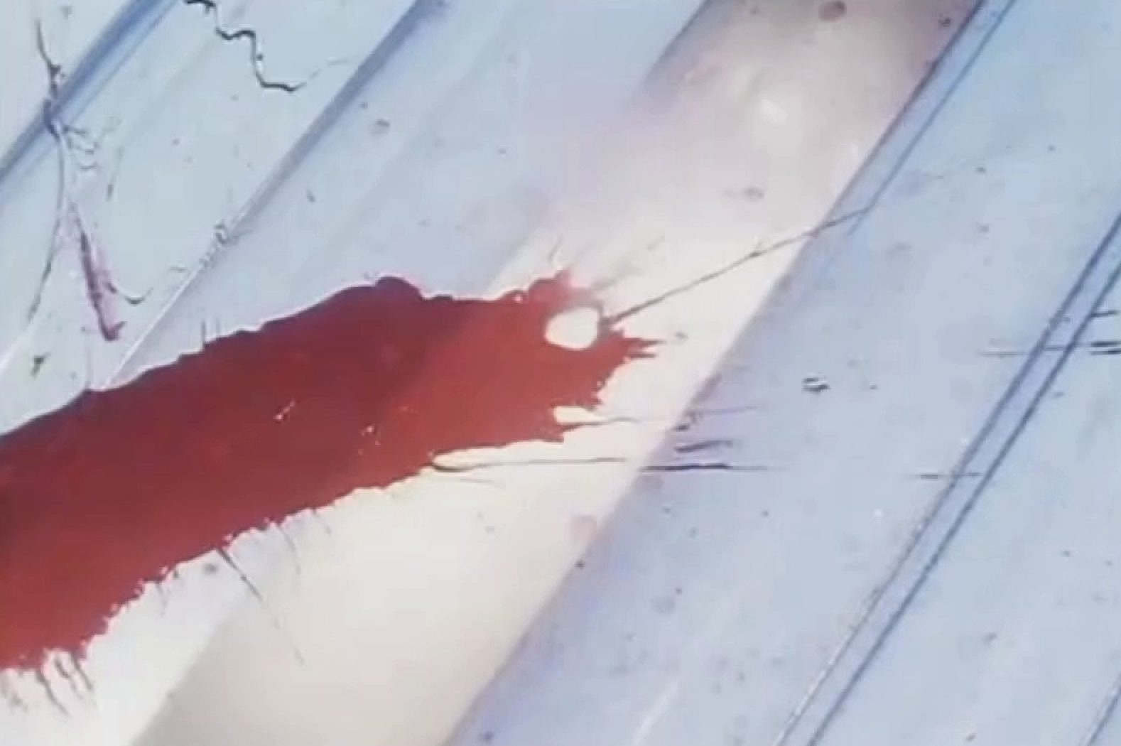 Death Under Glass: Taggart, 'Black Orchid' (STV, 1995)