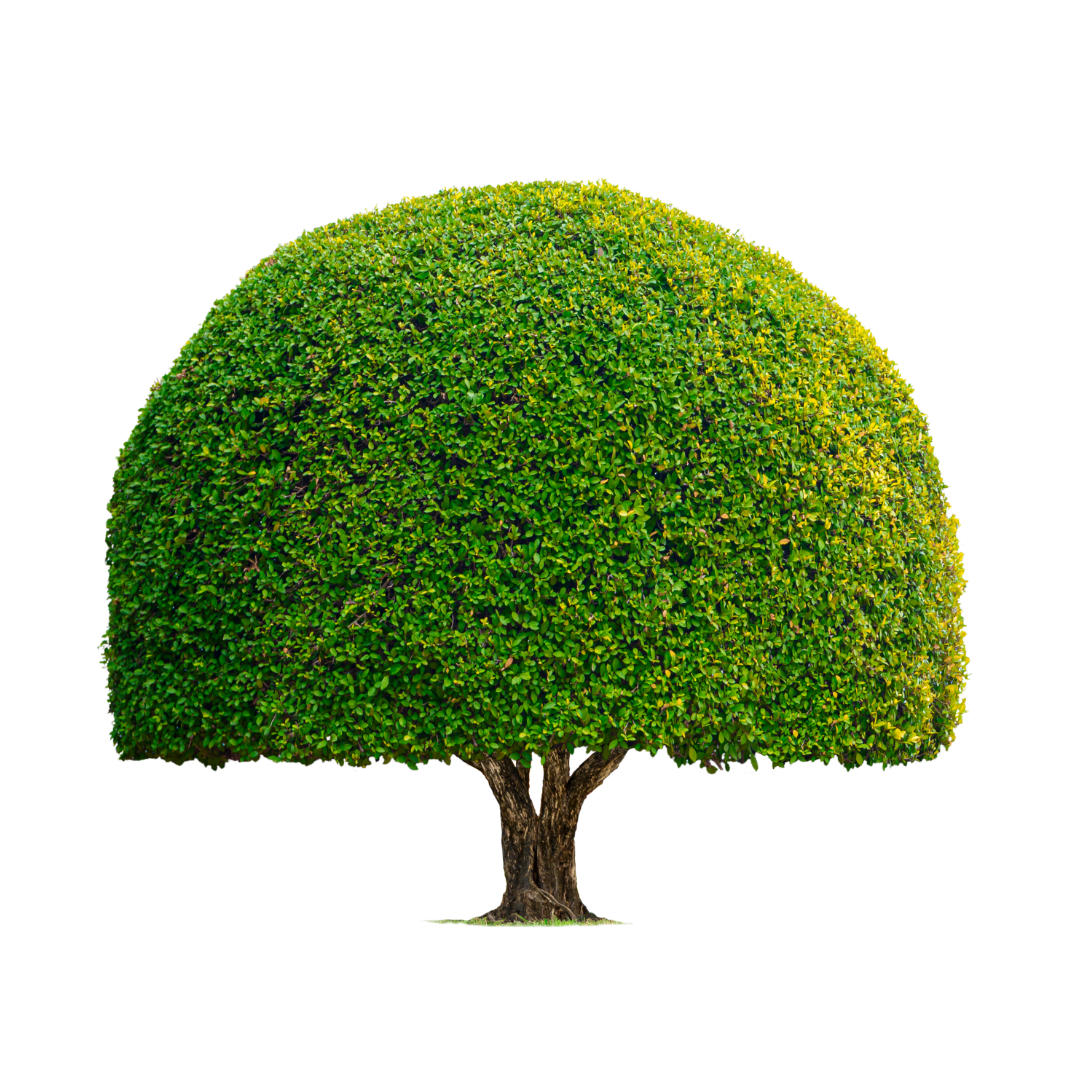 A neatly trimmed, round green tree with a thick trunk isolated on a white background.