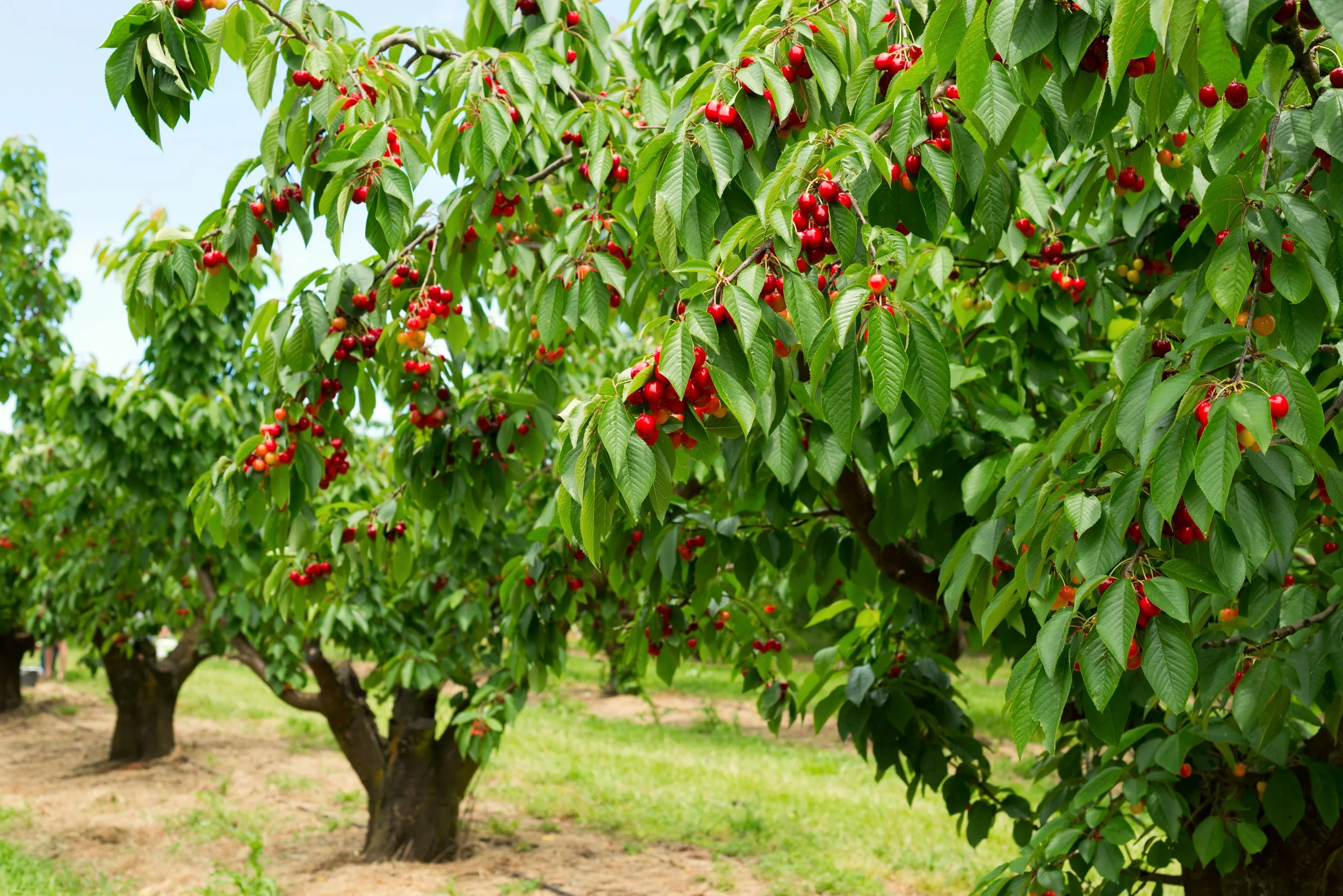 Cherry trees with green leaves and ripening red cherries in an orchard in California.