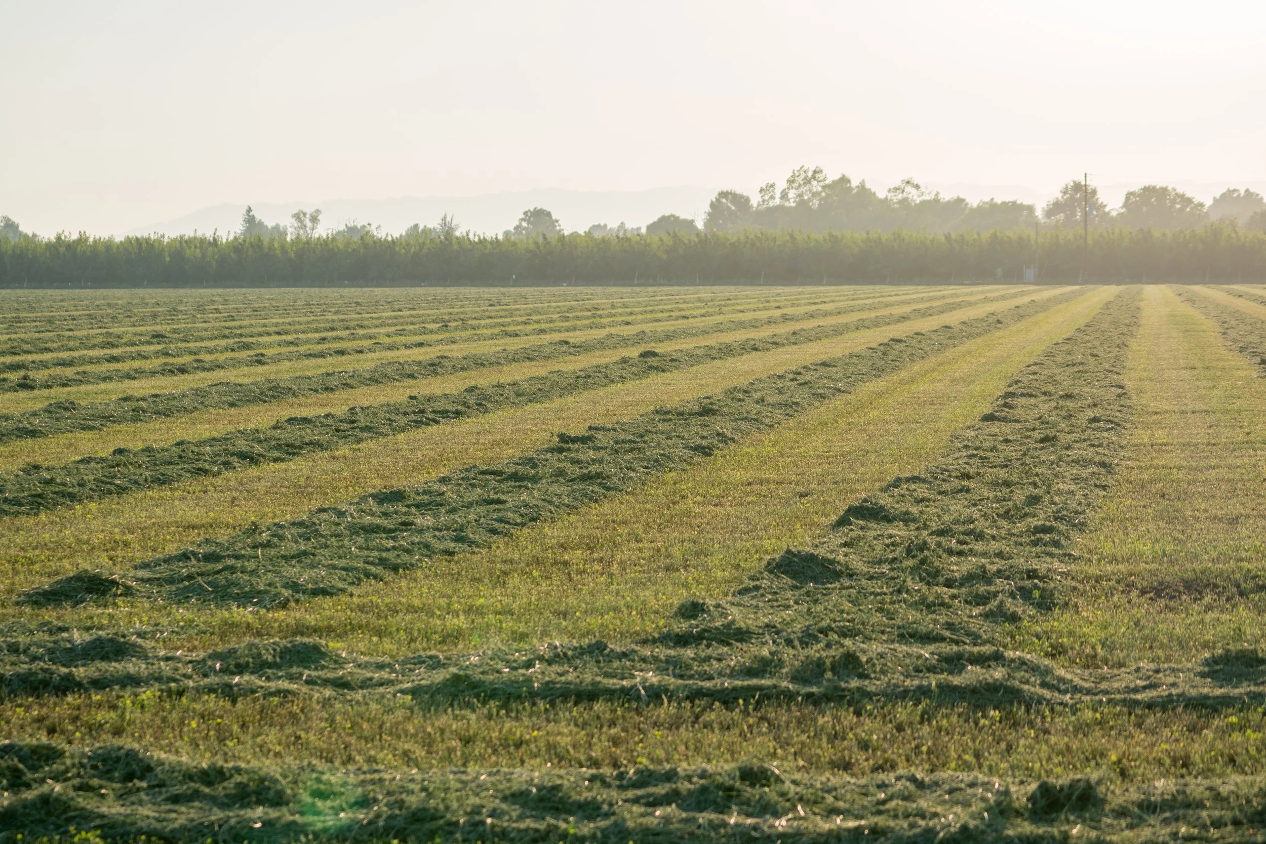 Raked hay in the central valley of california