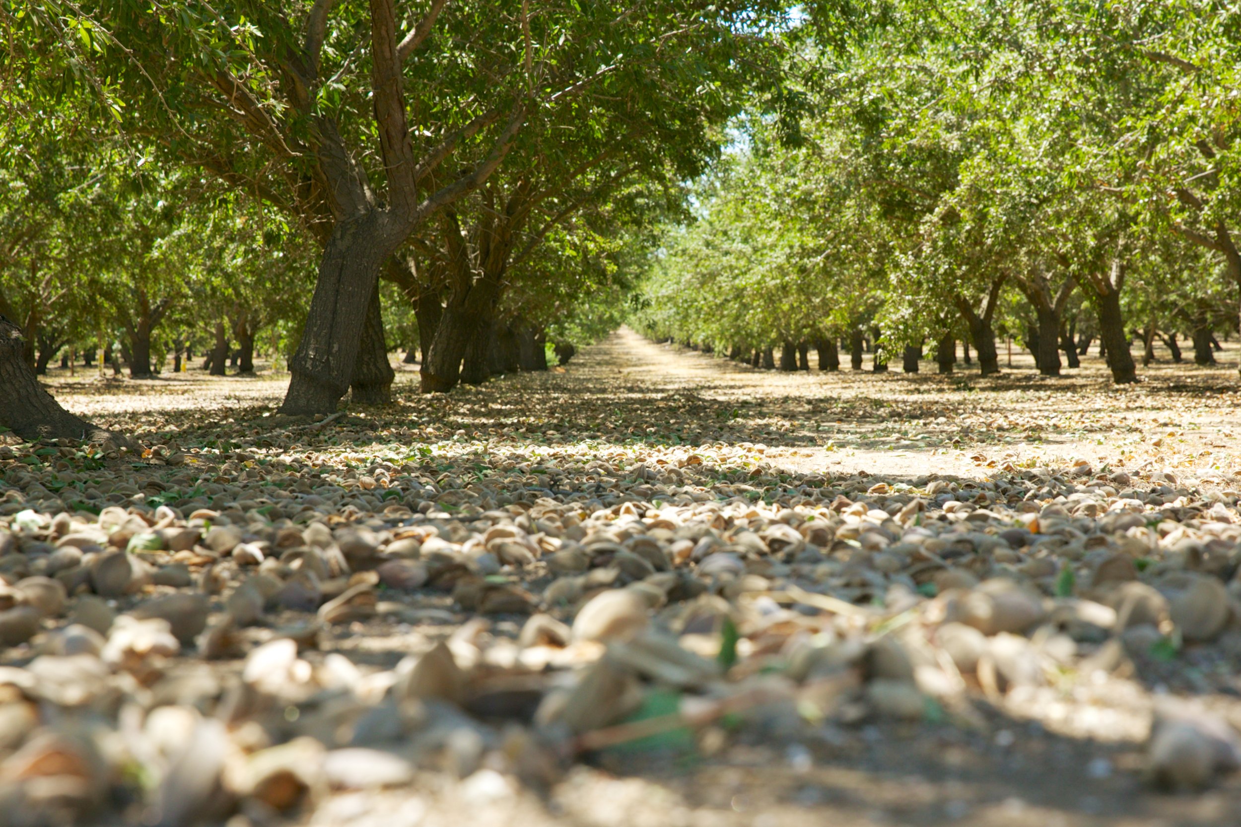 Harvested almond orchard in the central valley of california