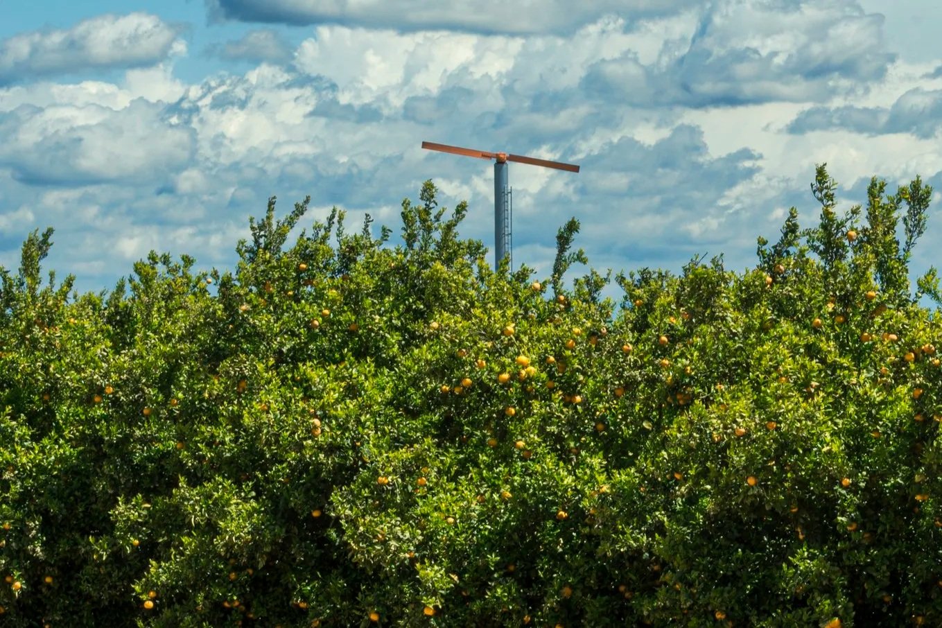 Orange trees with ripe fruit under a partly cloudy sky, with a wind turbine in the background.