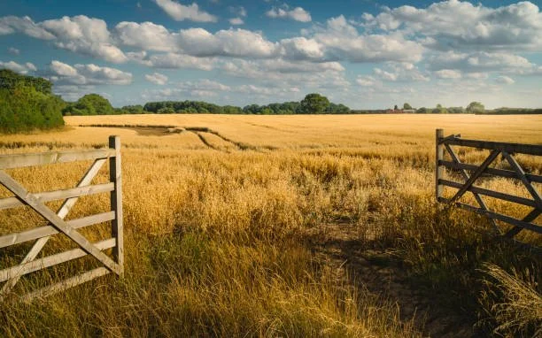 Open farmland with a golden wheat field, wooden gates, green trees in the distance in california..