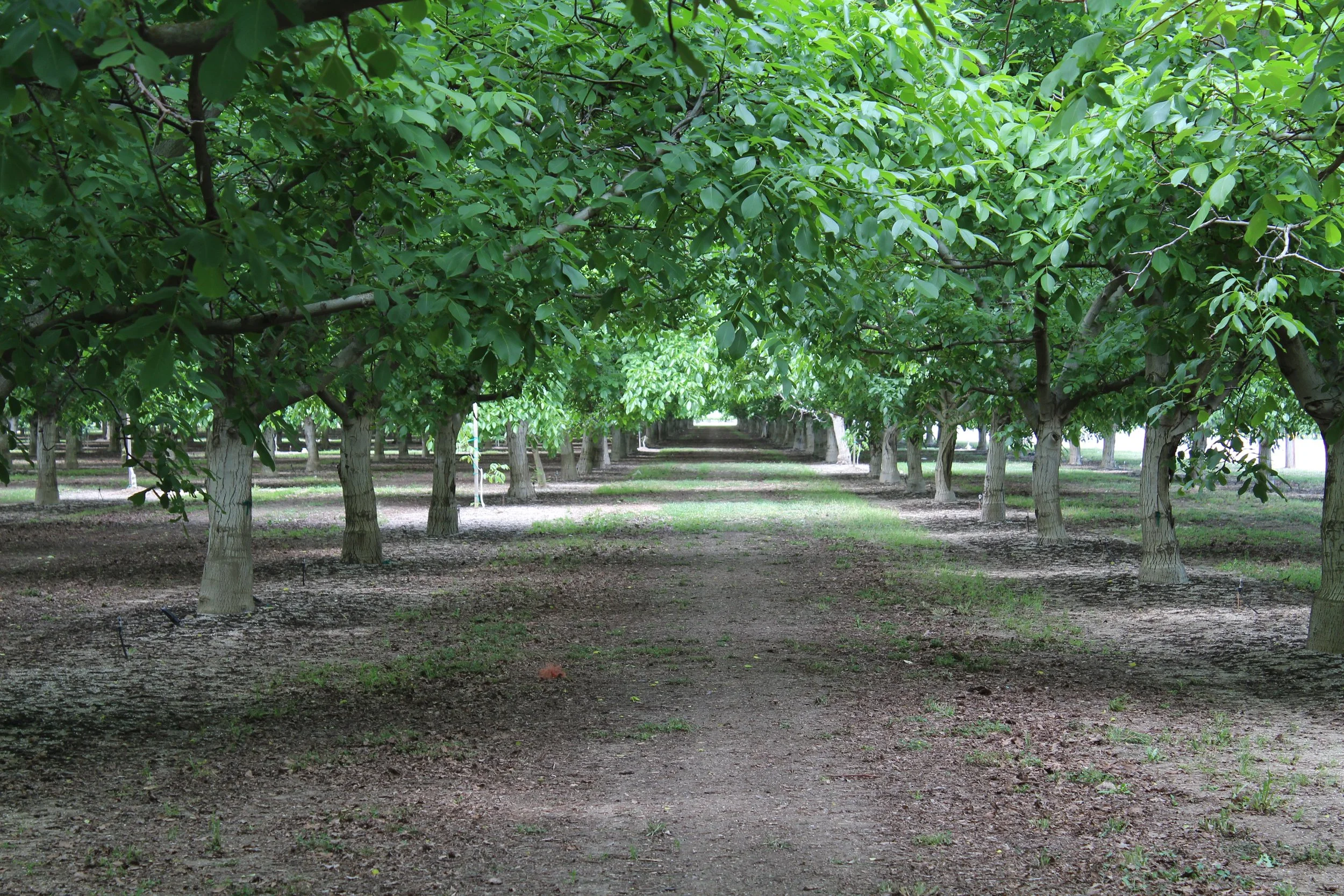Walnut orchard in the central valley of california