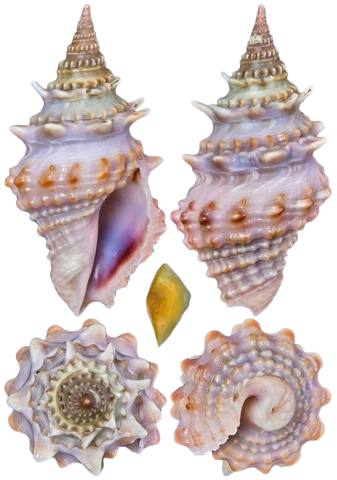 Two large seashells and one smaller yellow shell arranged on a black background.