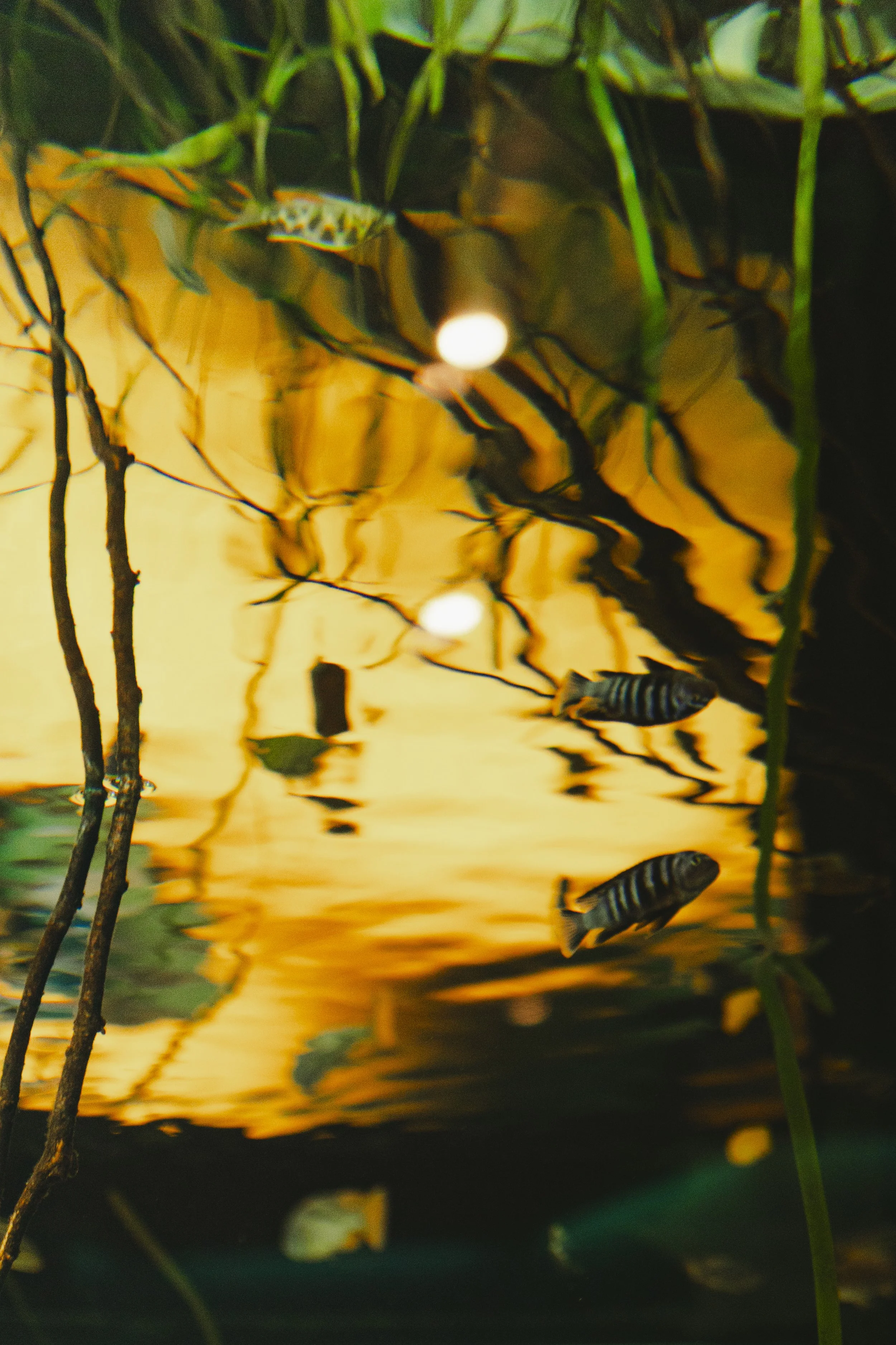 Zwei Fische mit schwarzen Streifen im Wasser vor grünen Pflanzen und einem gelb-orangen reflektierenden Hintergrund.