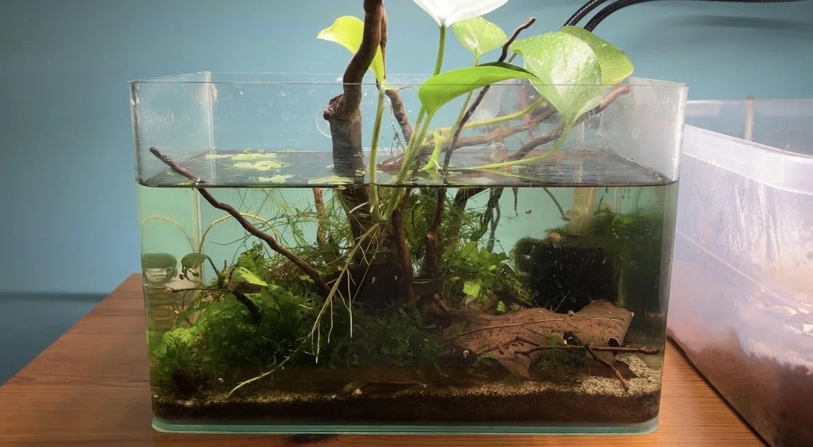 2.5-Gallon Tank