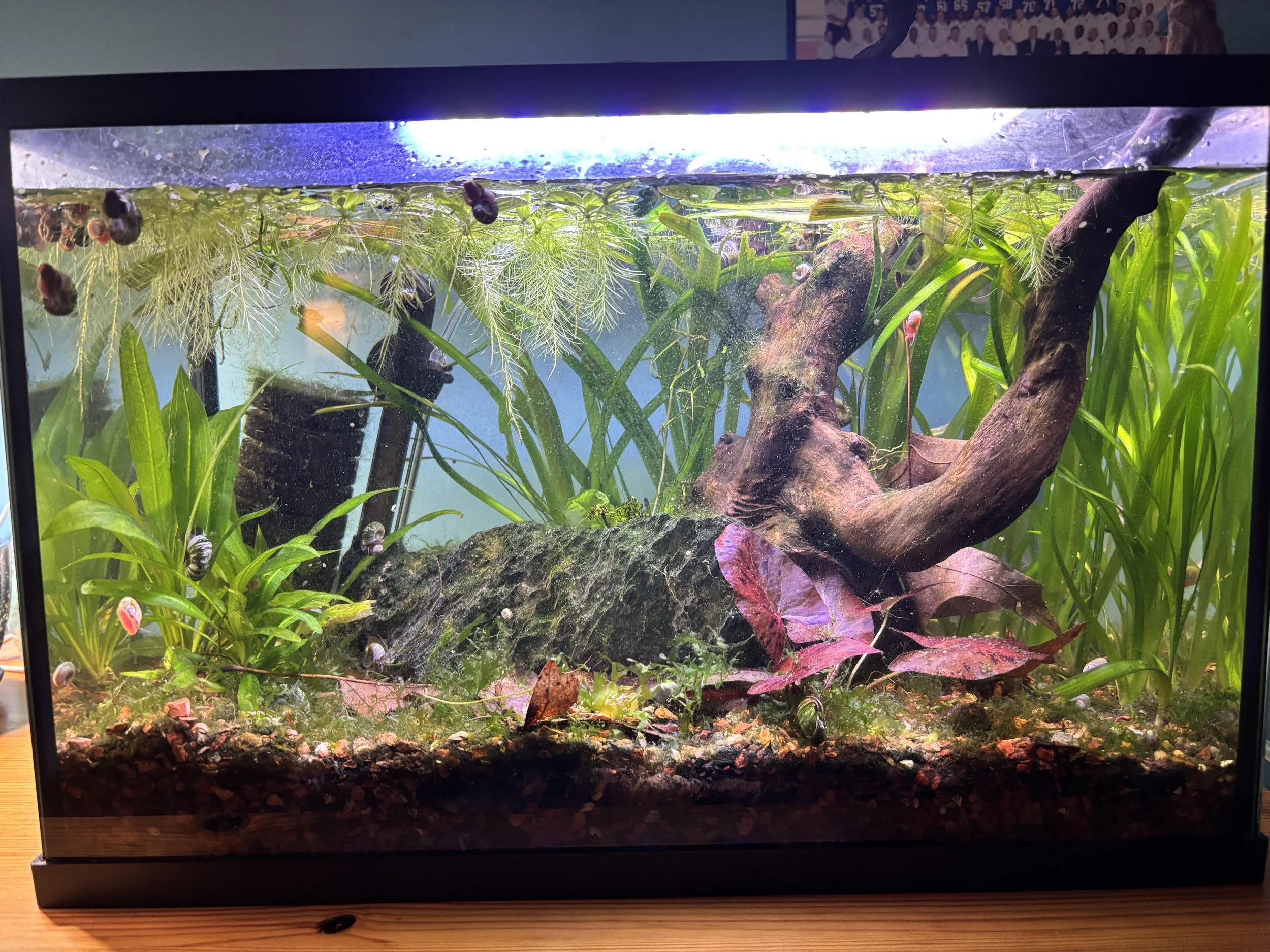 5-Gallon Tank