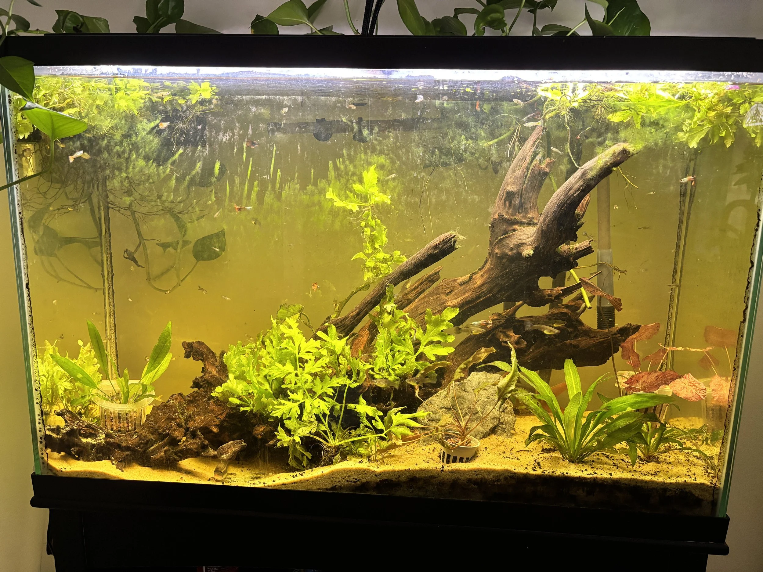 45-Gallon Tank