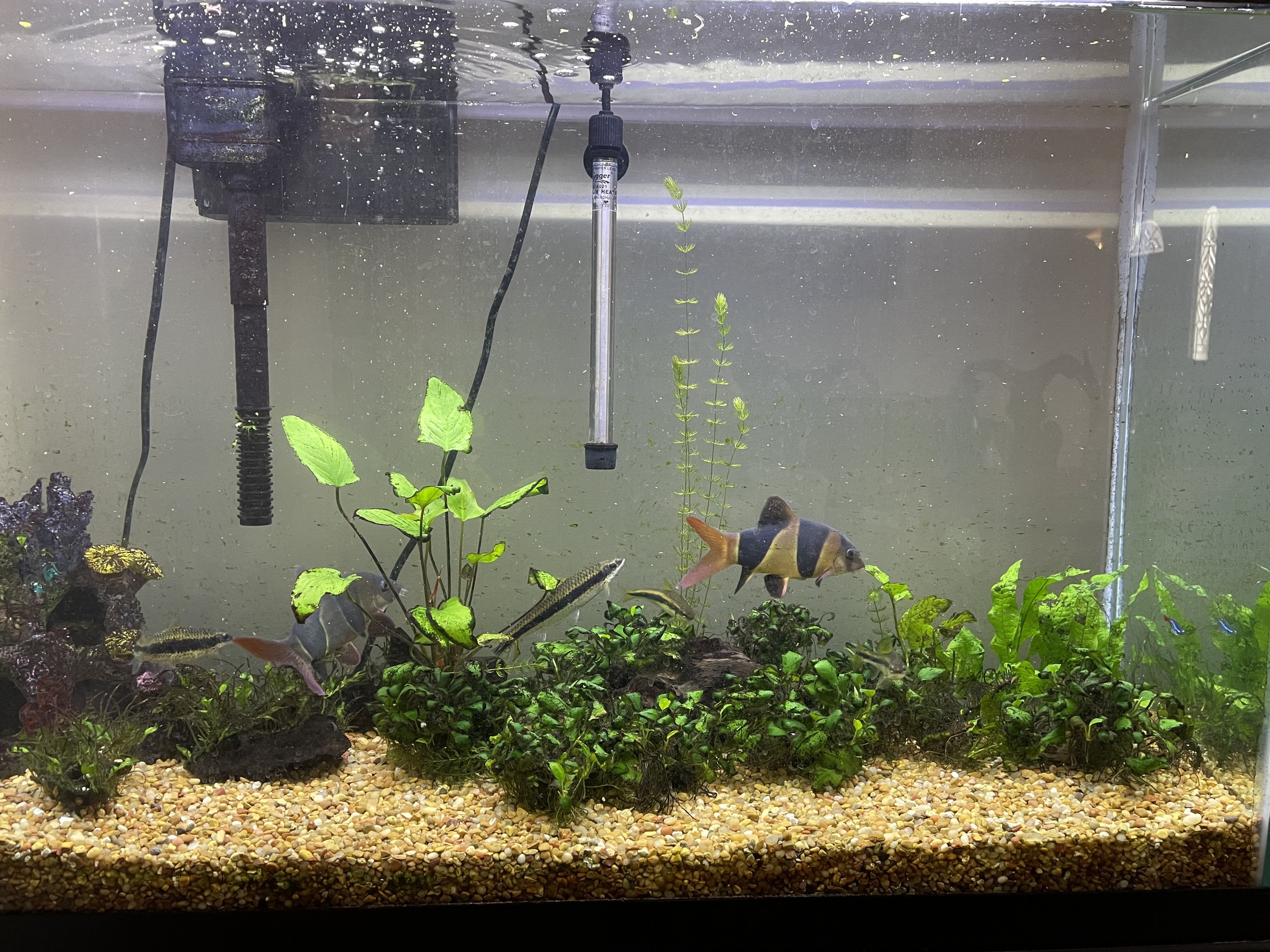 Mature freshwater aquarium showing the beginning of reduced lower plant growth