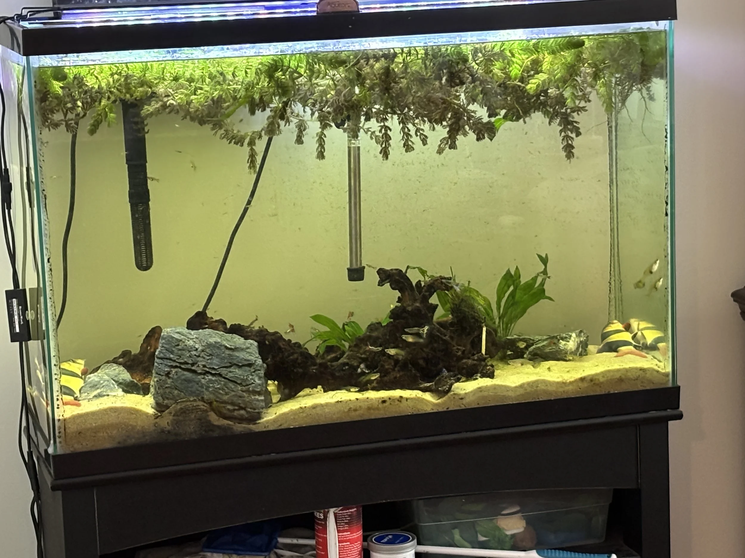 Mature 45 gallon tank with two clown loaches laying on their side on sand substrate. Stone, driftwood, amazon swords and hornwort are present.