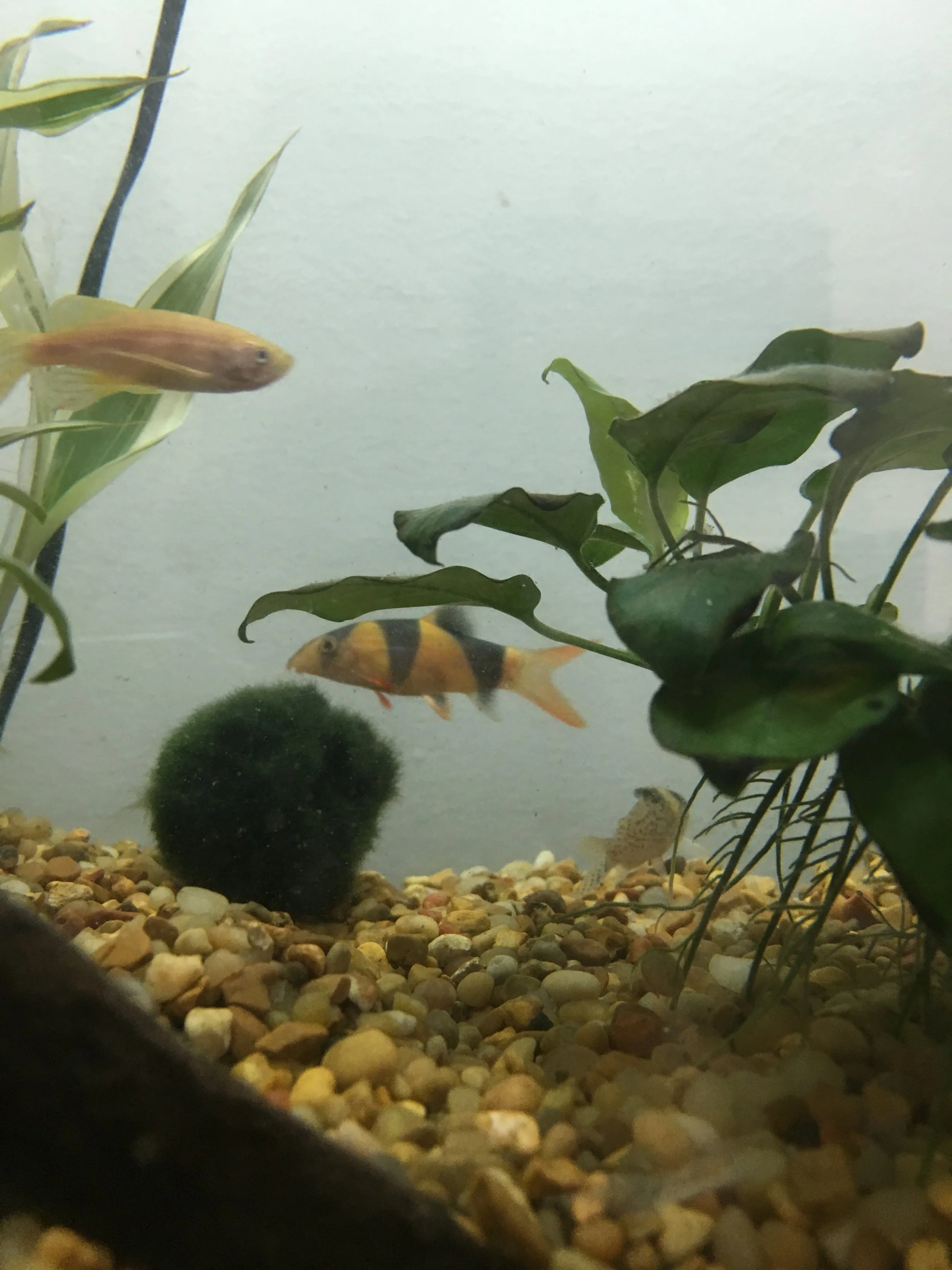 Young clown loach swimming through early planted aquarium with healthy anubias growth