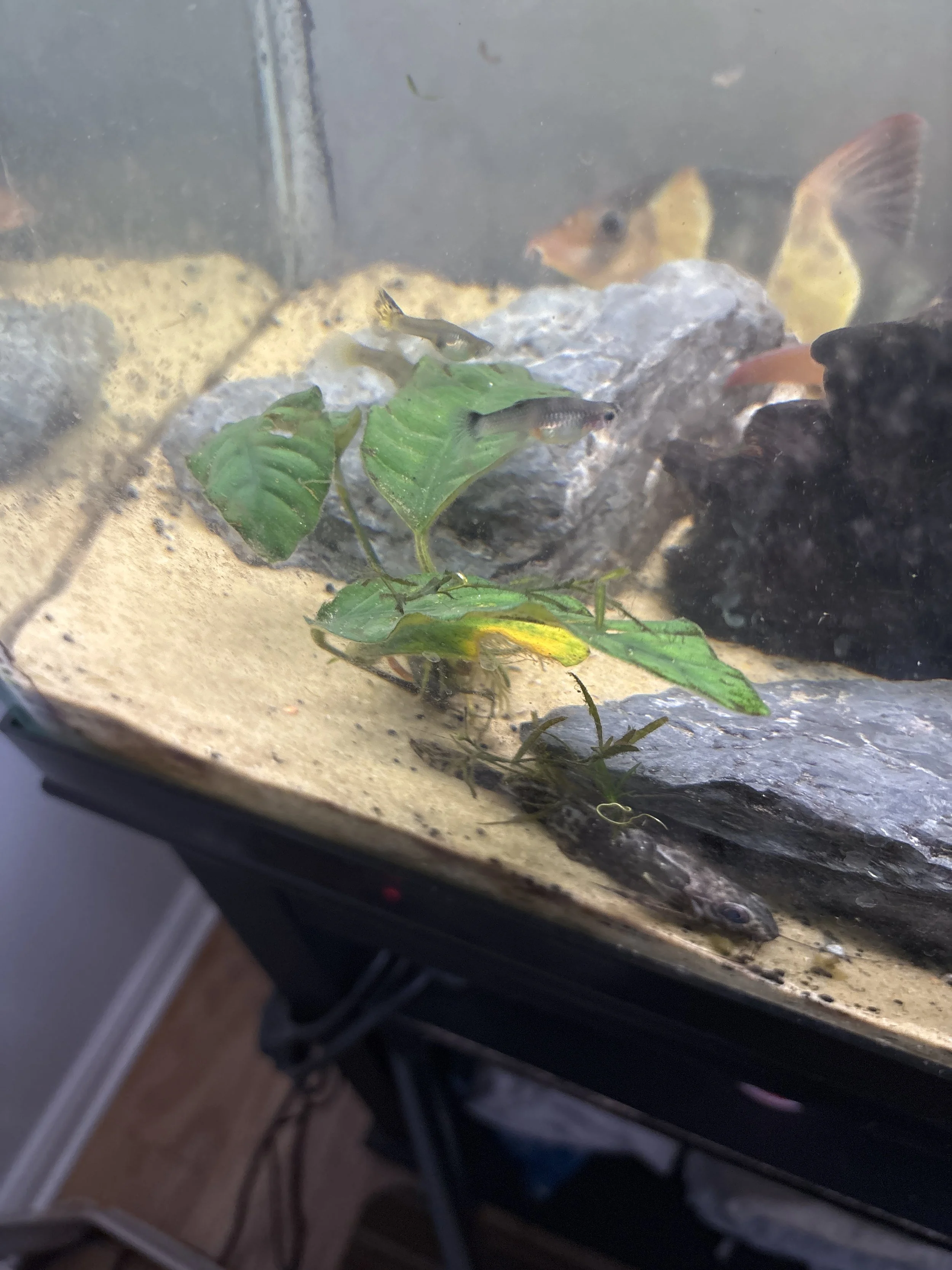 Close-up of struggling Anubias leaves and sparse submerged plant growth in mature aquarium