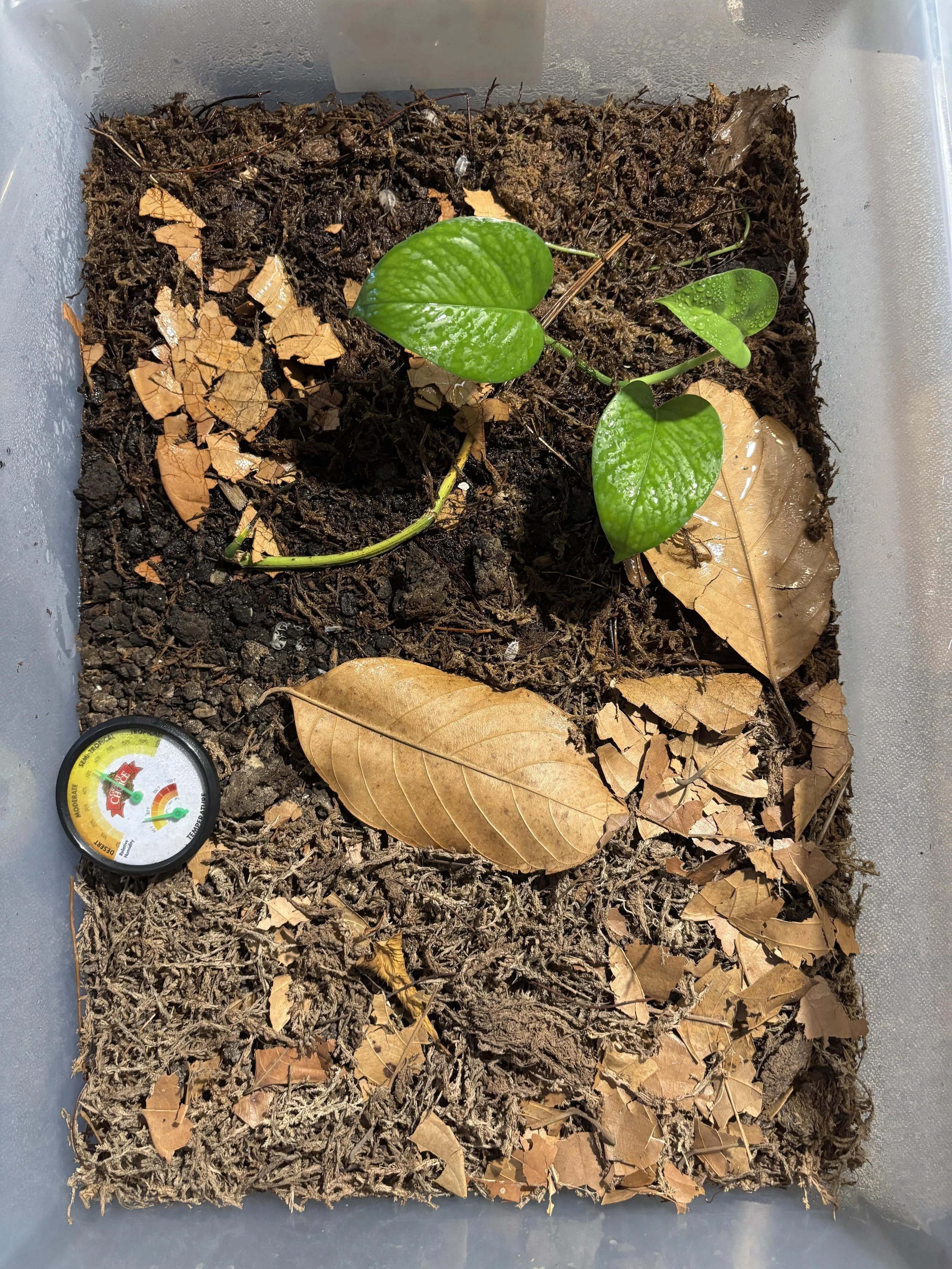 Isopod Bin
