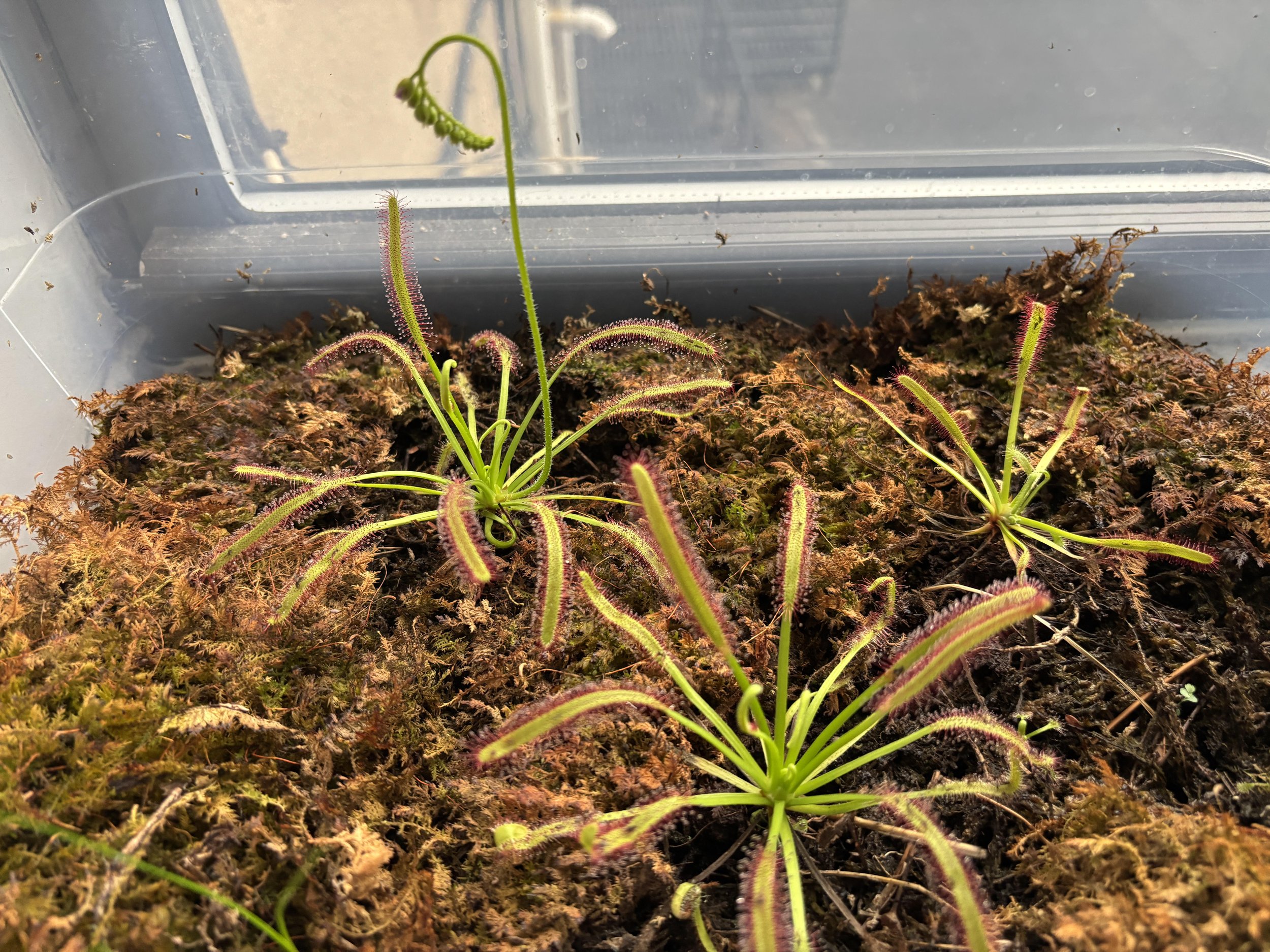 Carnivorous Plant Bog