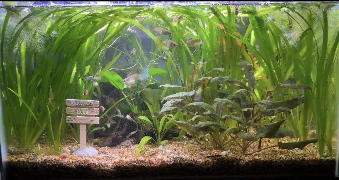10 Gallon Guppy Tank