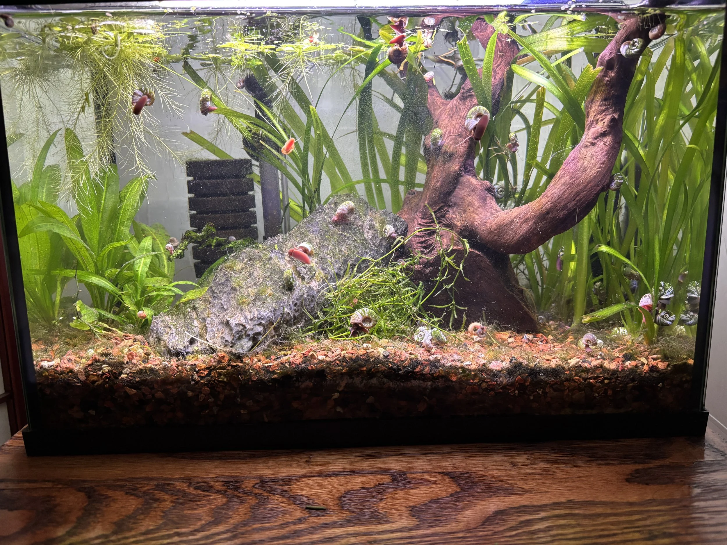 5 Gallon Snail Tank